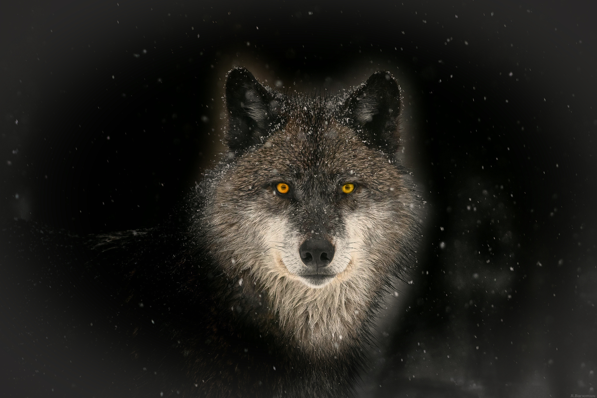 волк хищник зима