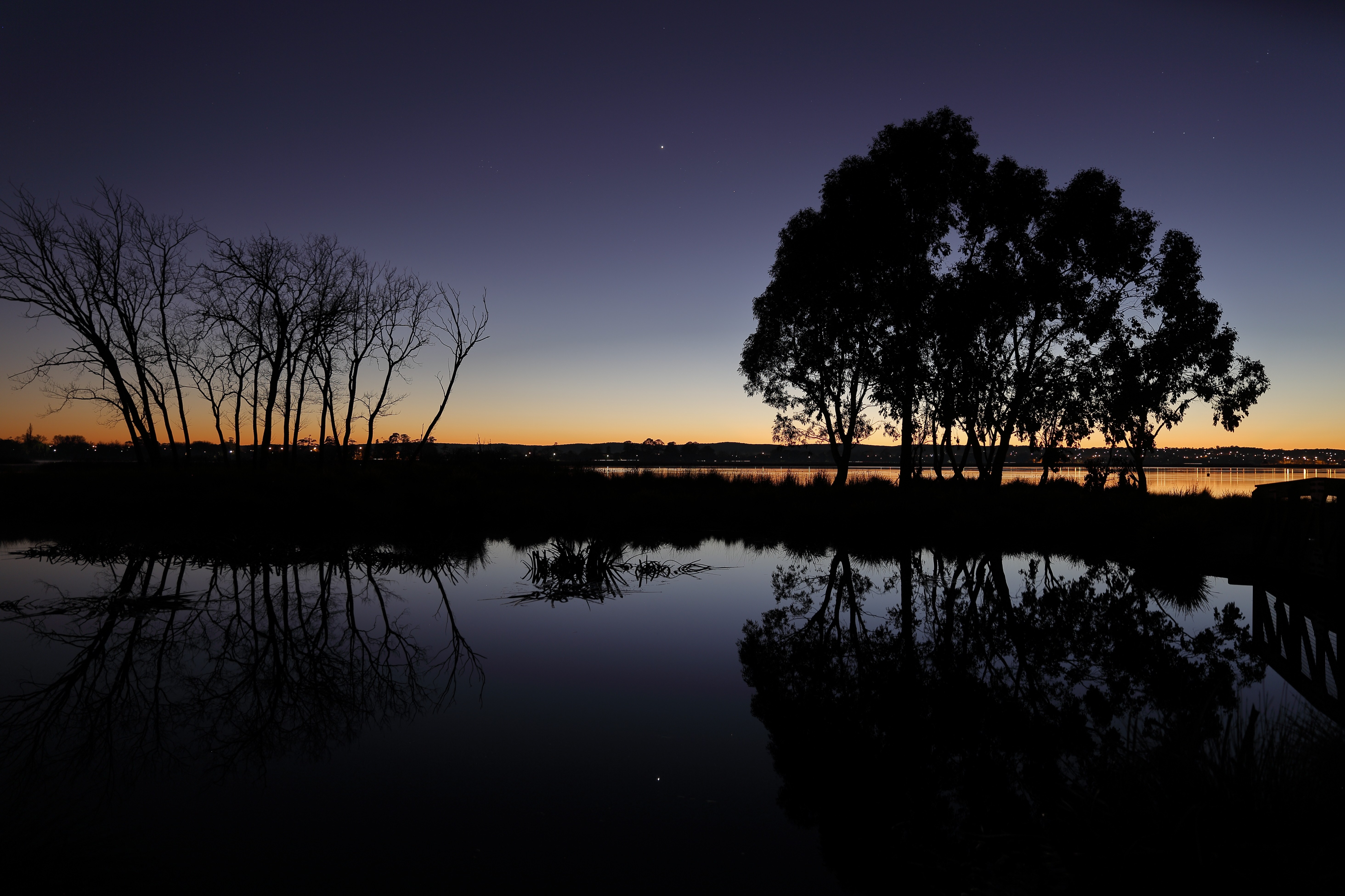 дерево ветки силуэт
