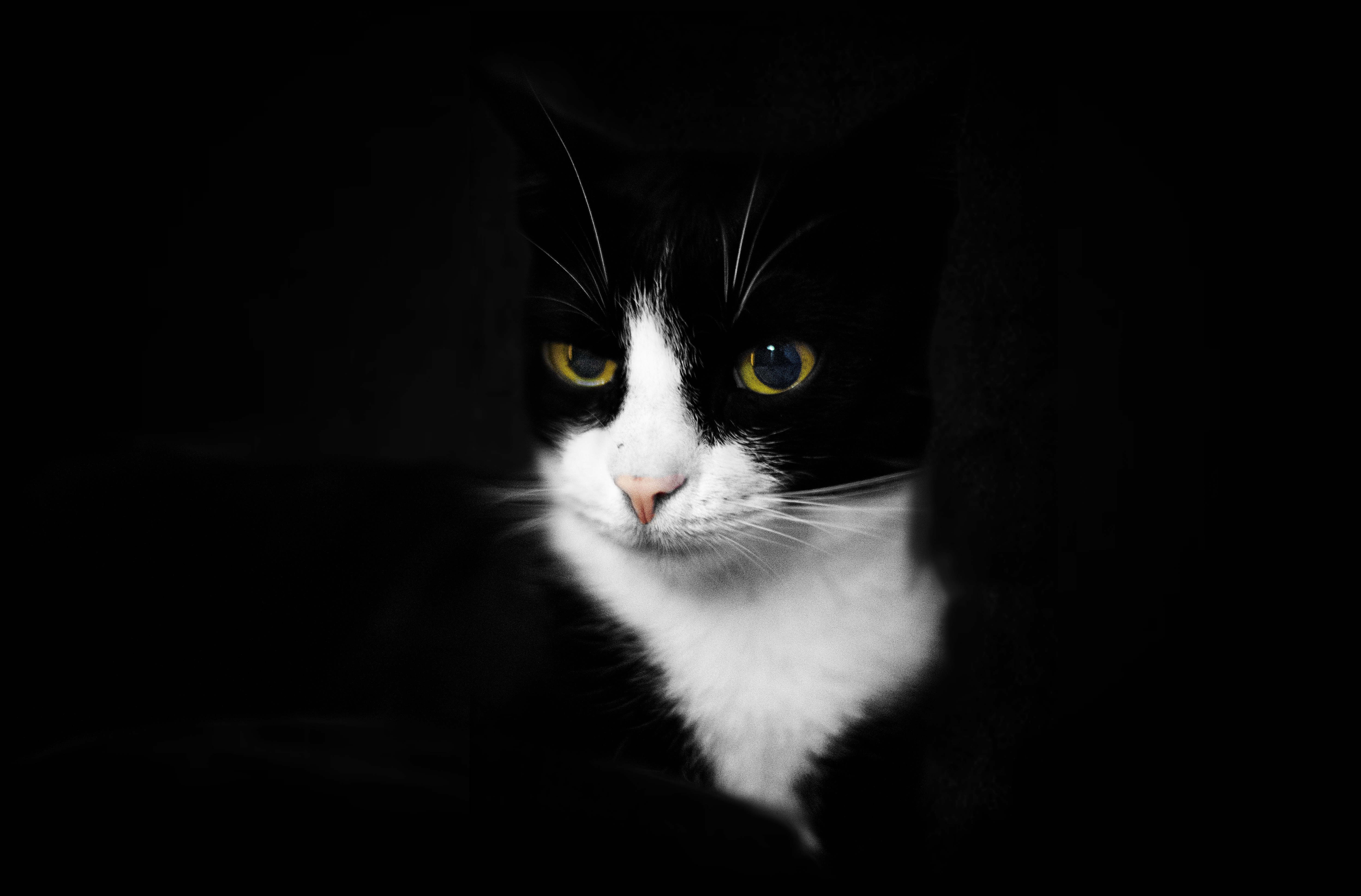 кошка мордочка