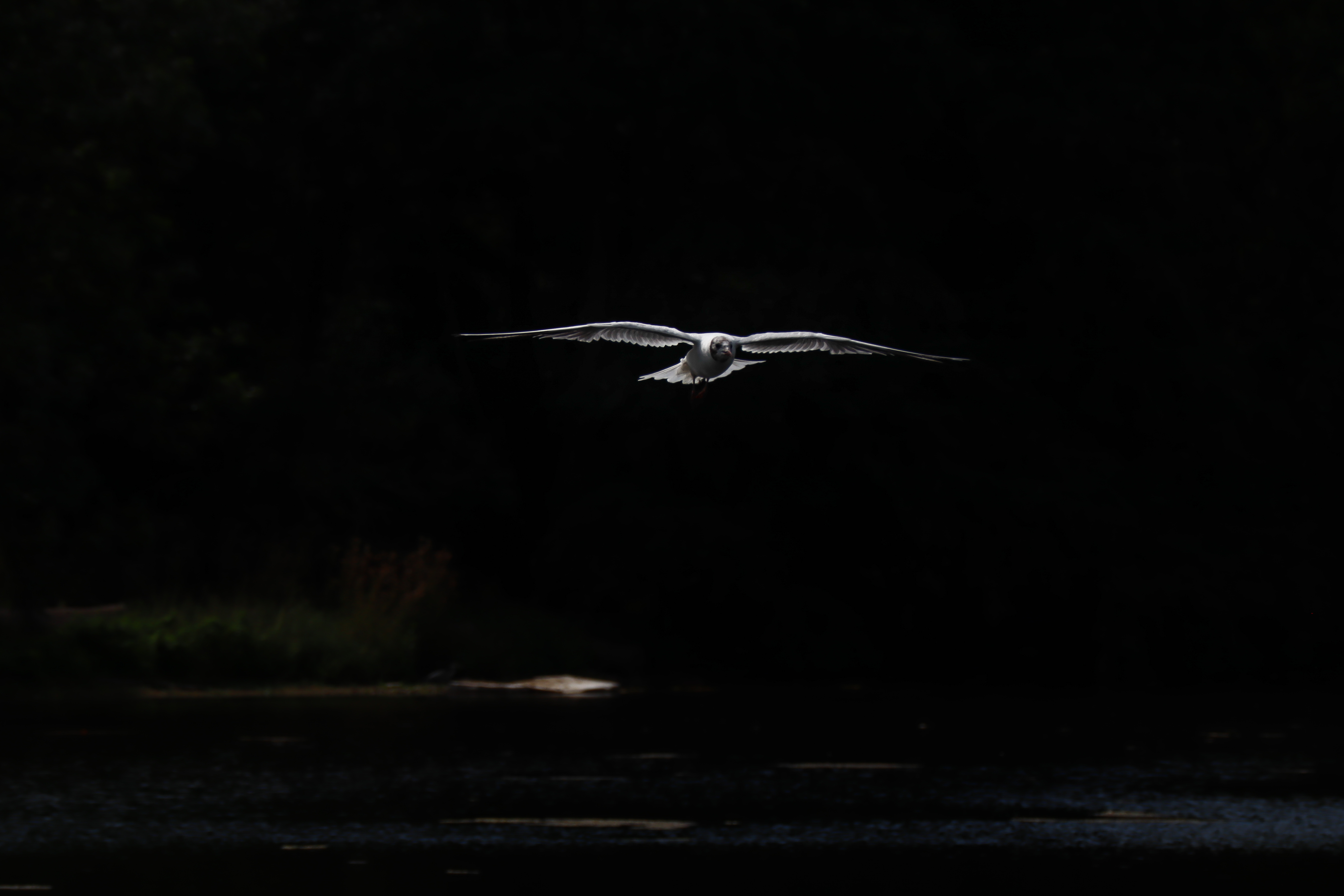 птица крылья полет