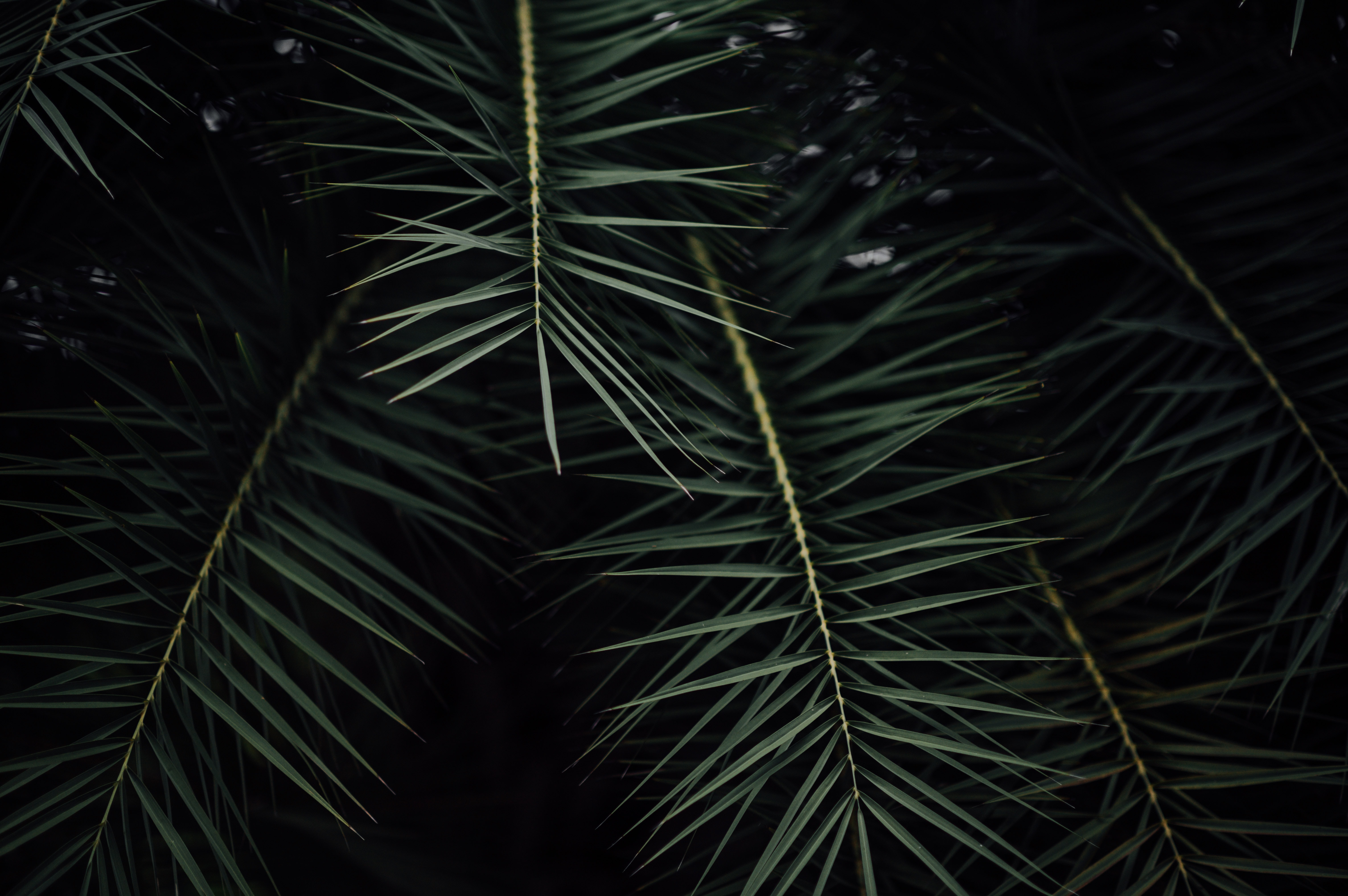 растение ветки листья