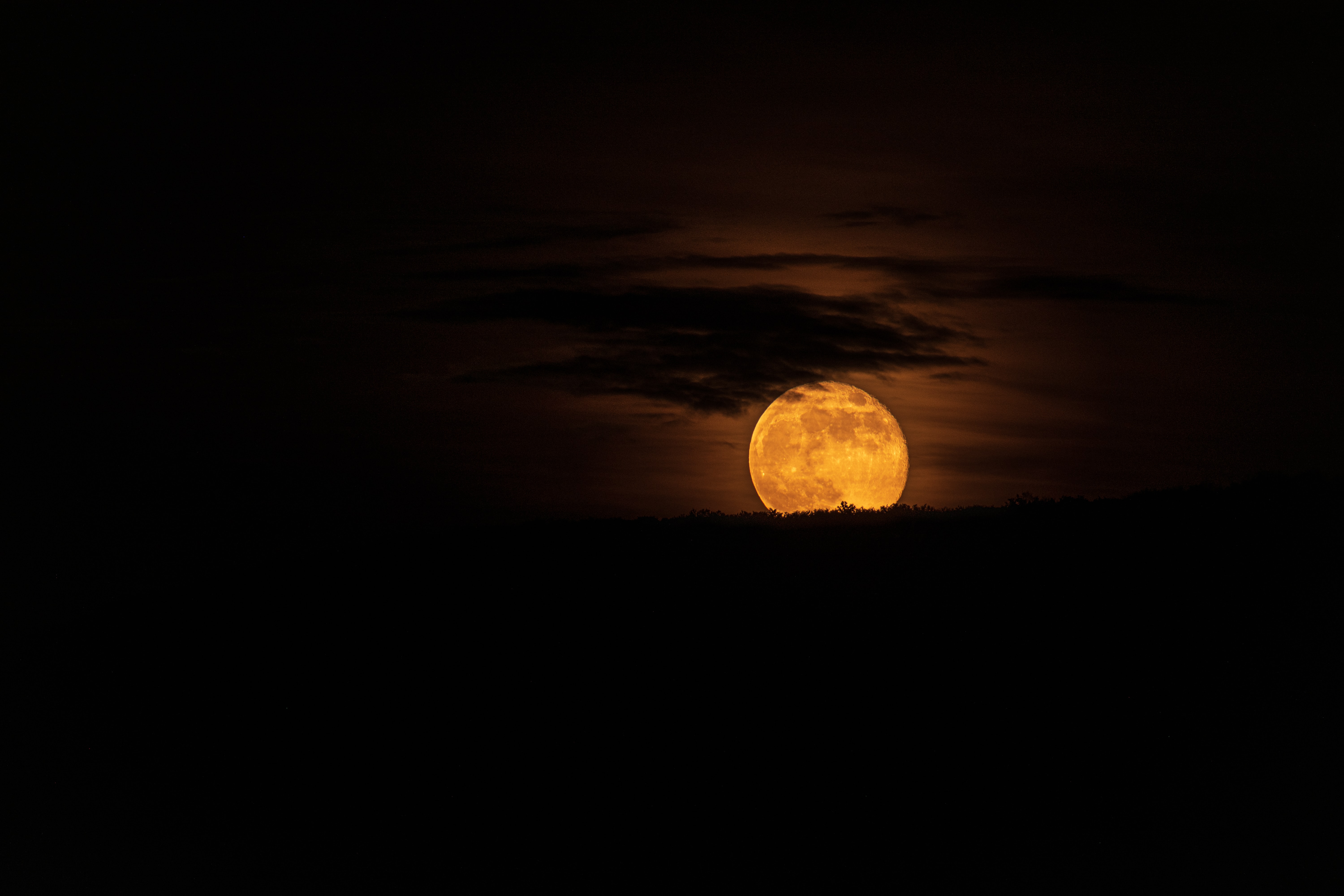 солнце кусты силуэт