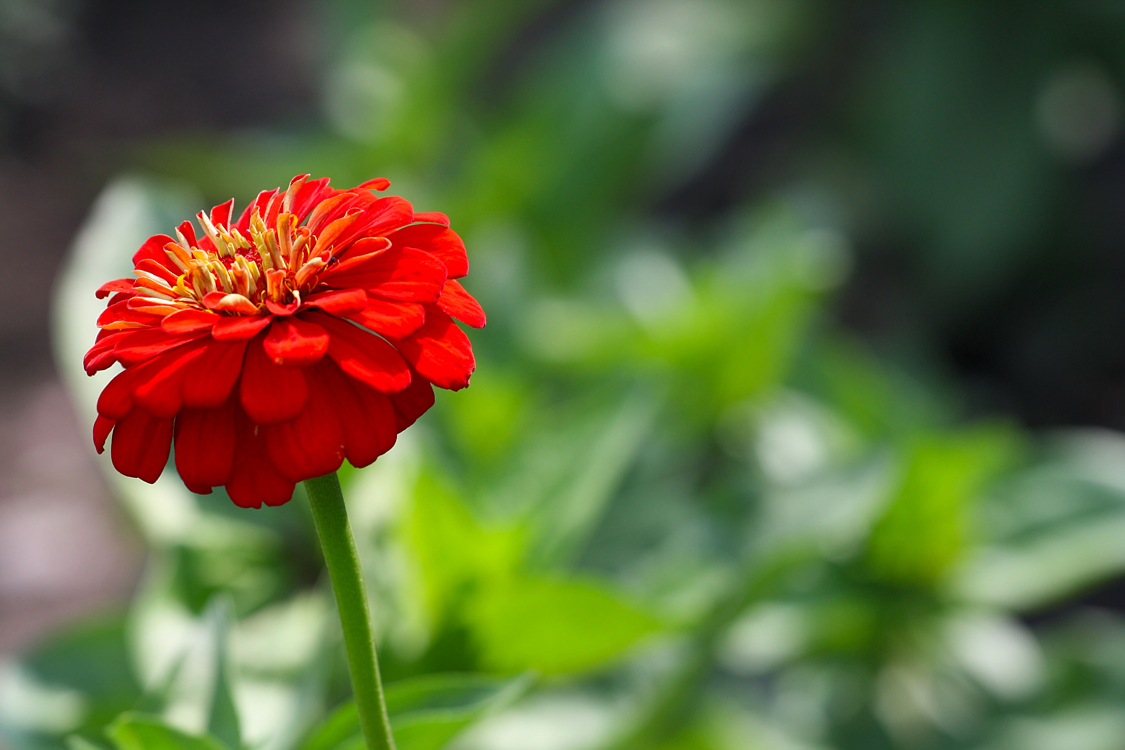 лето цветы макро