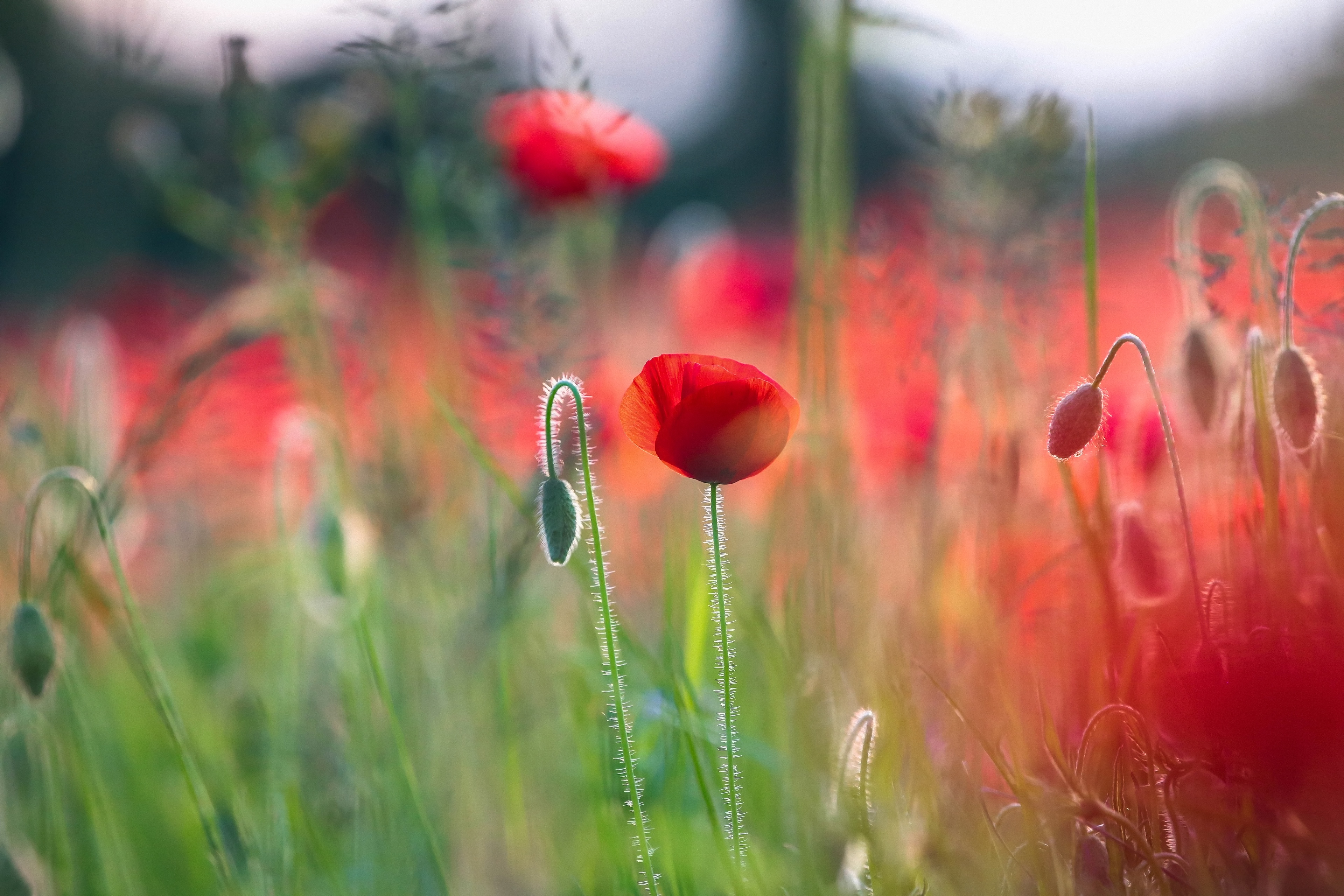 маки макро цветы боке лето