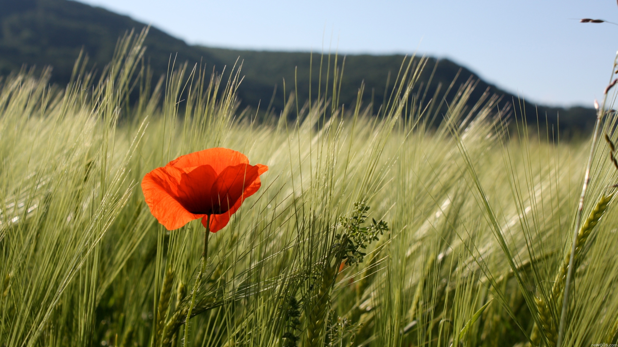 маки полюс leto