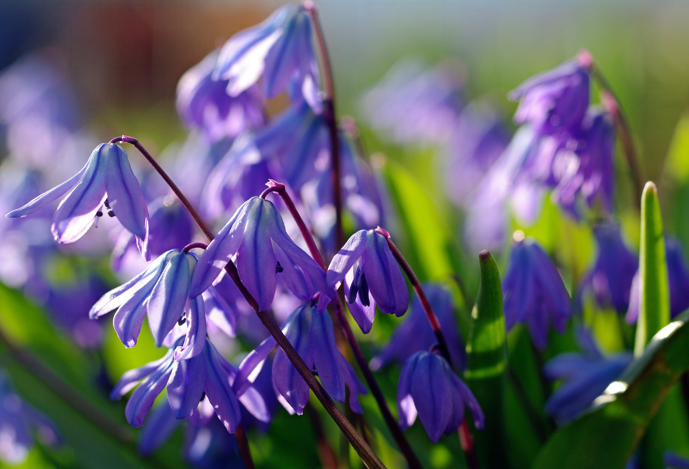 макро природа дача радость