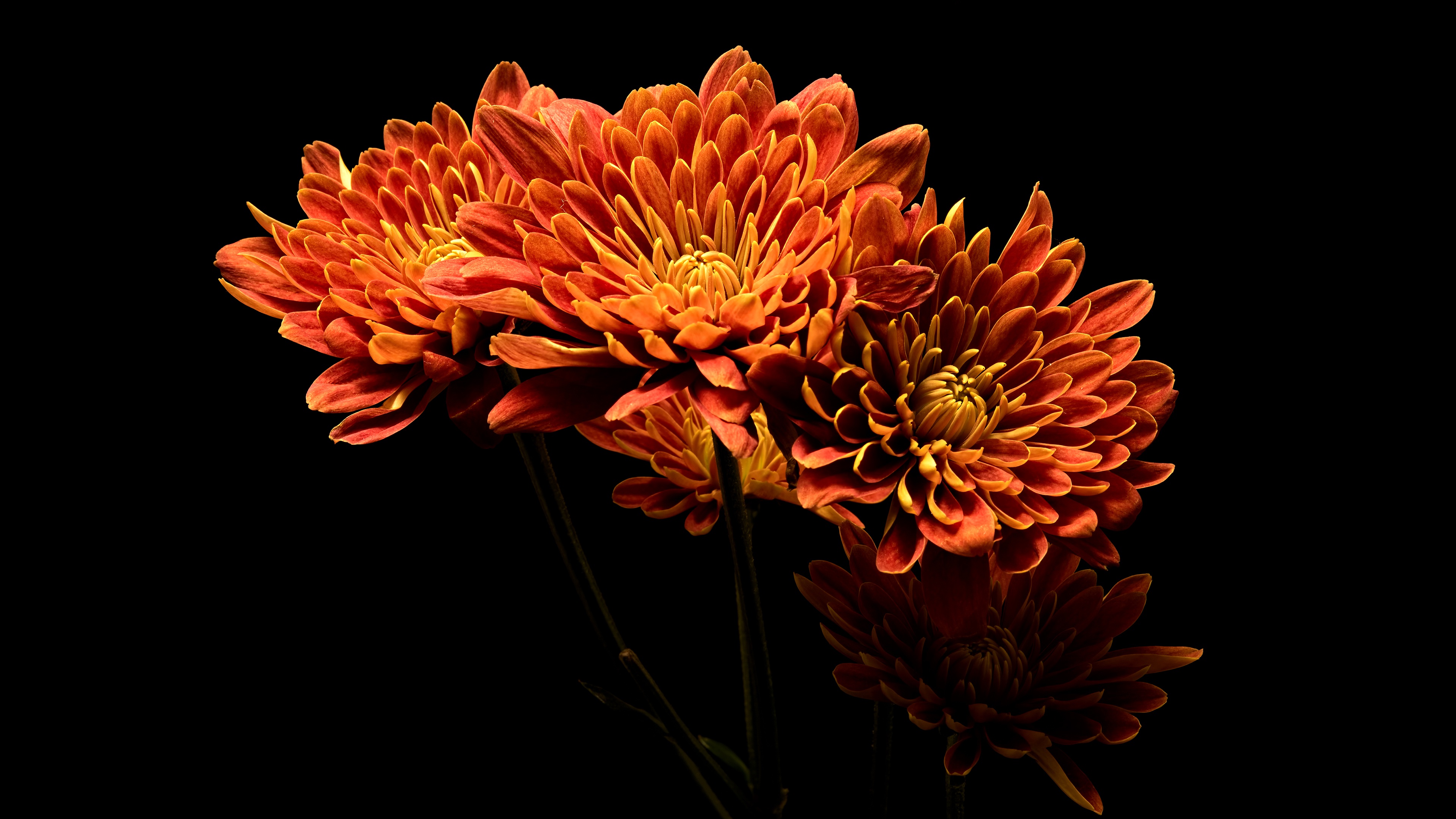 огненные цветы оранжевые