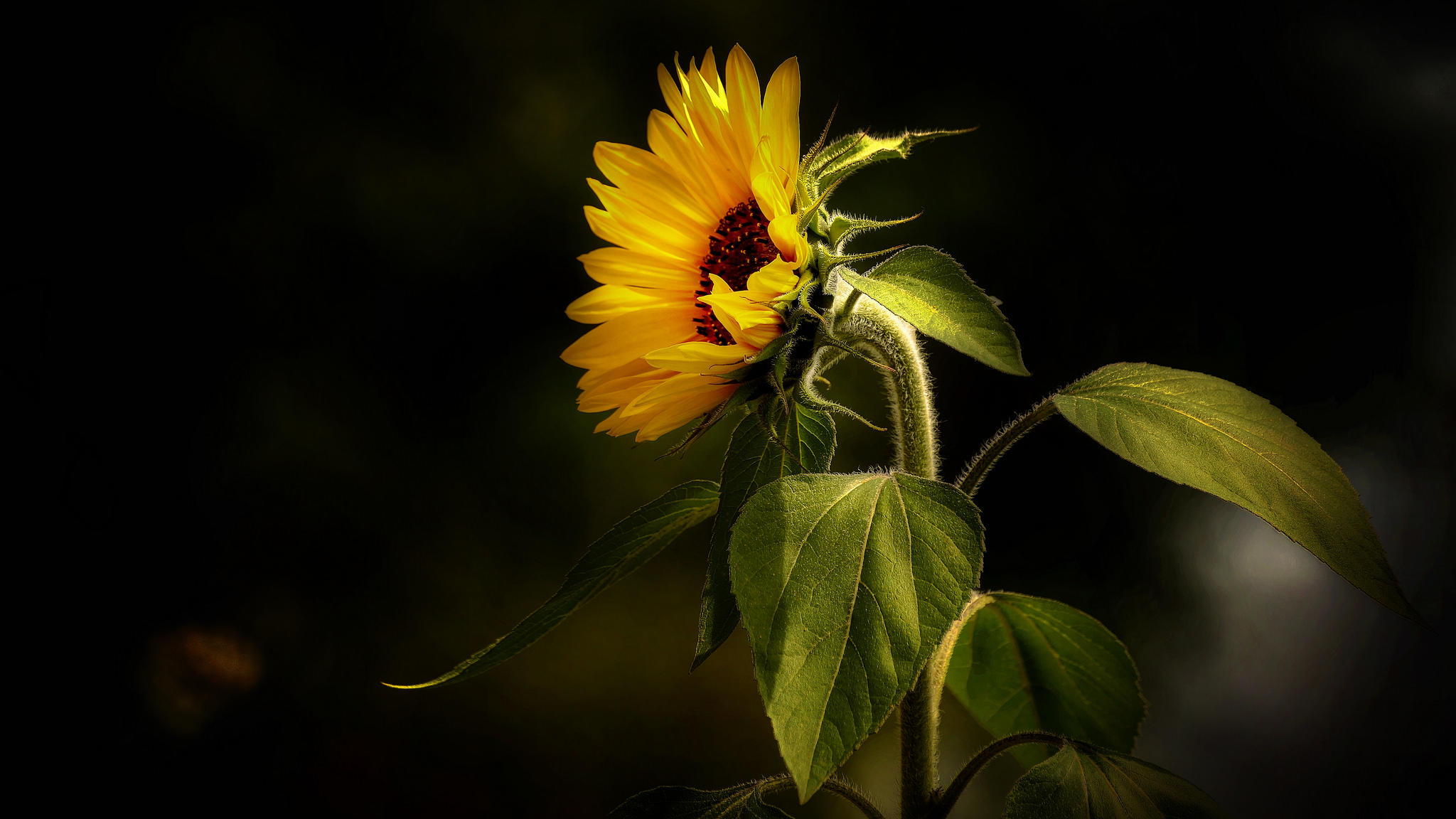 подсолнечник черный цветок