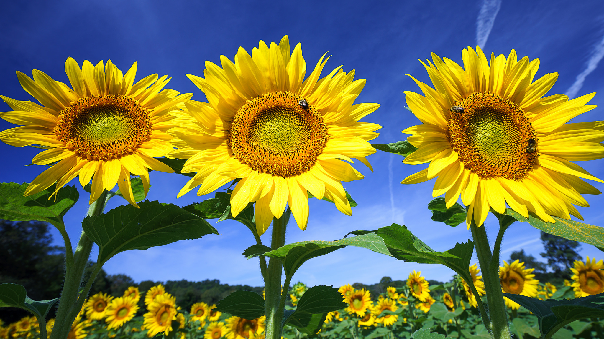 поле подсолнухи цветы