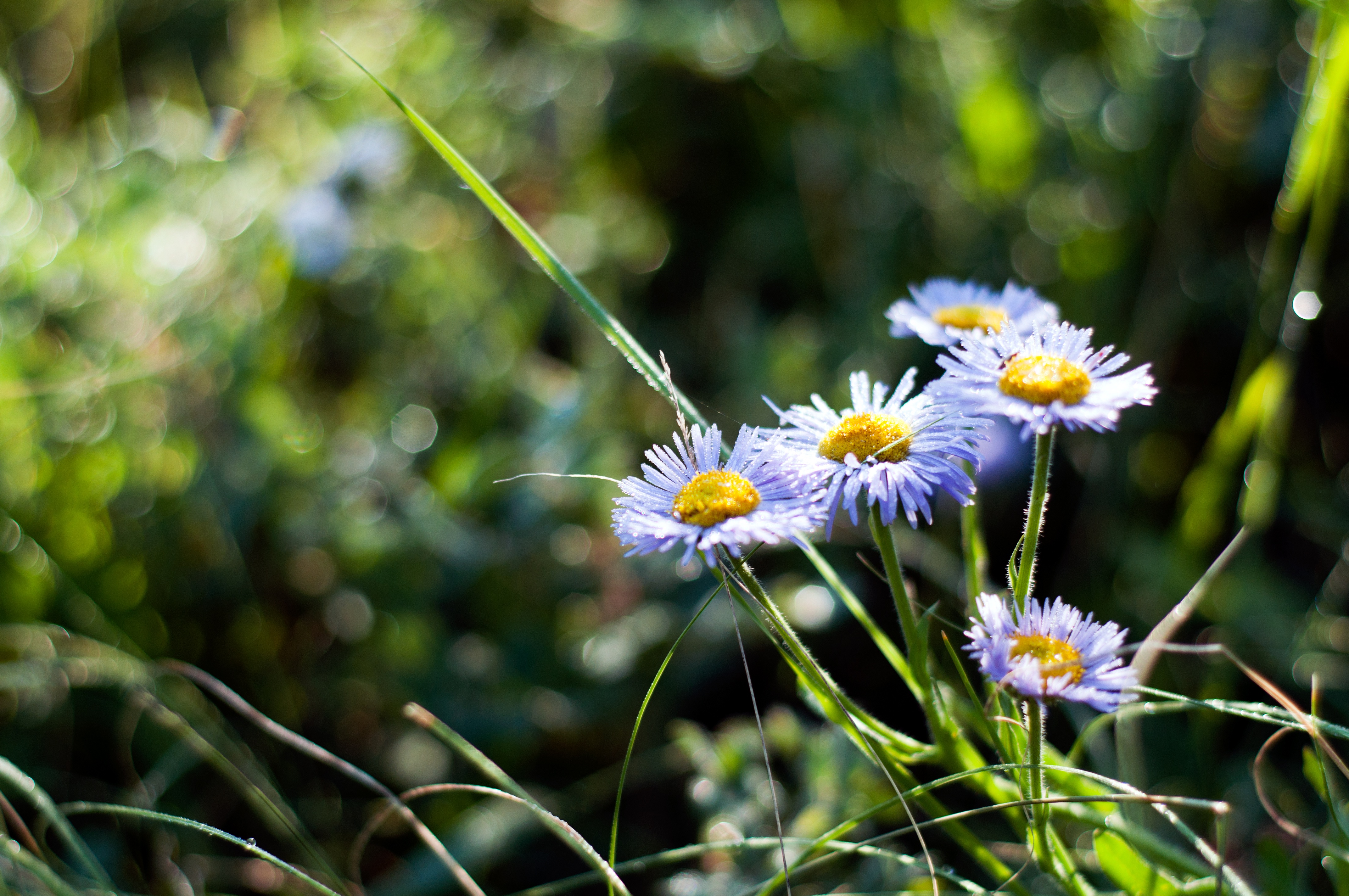 природа bokeh цветы лето