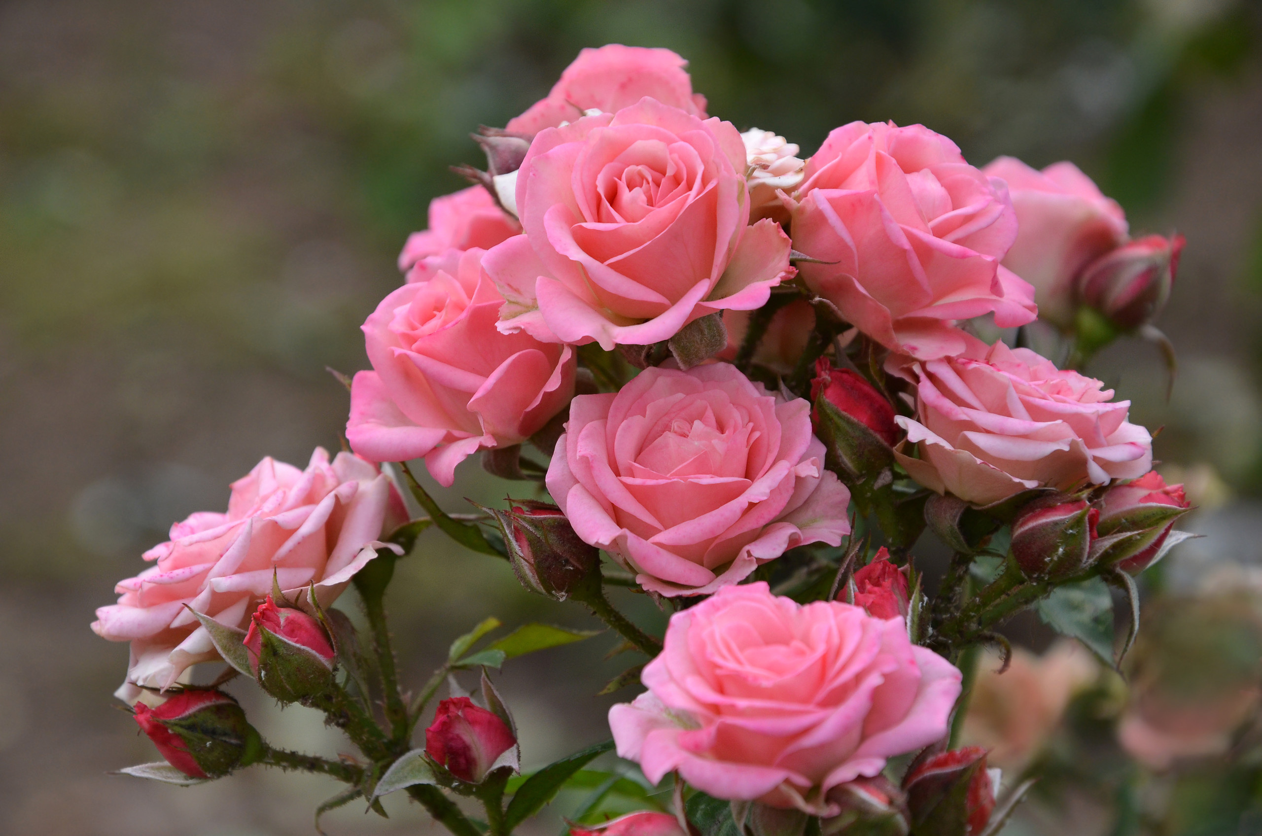 природа розы куст лето цветы