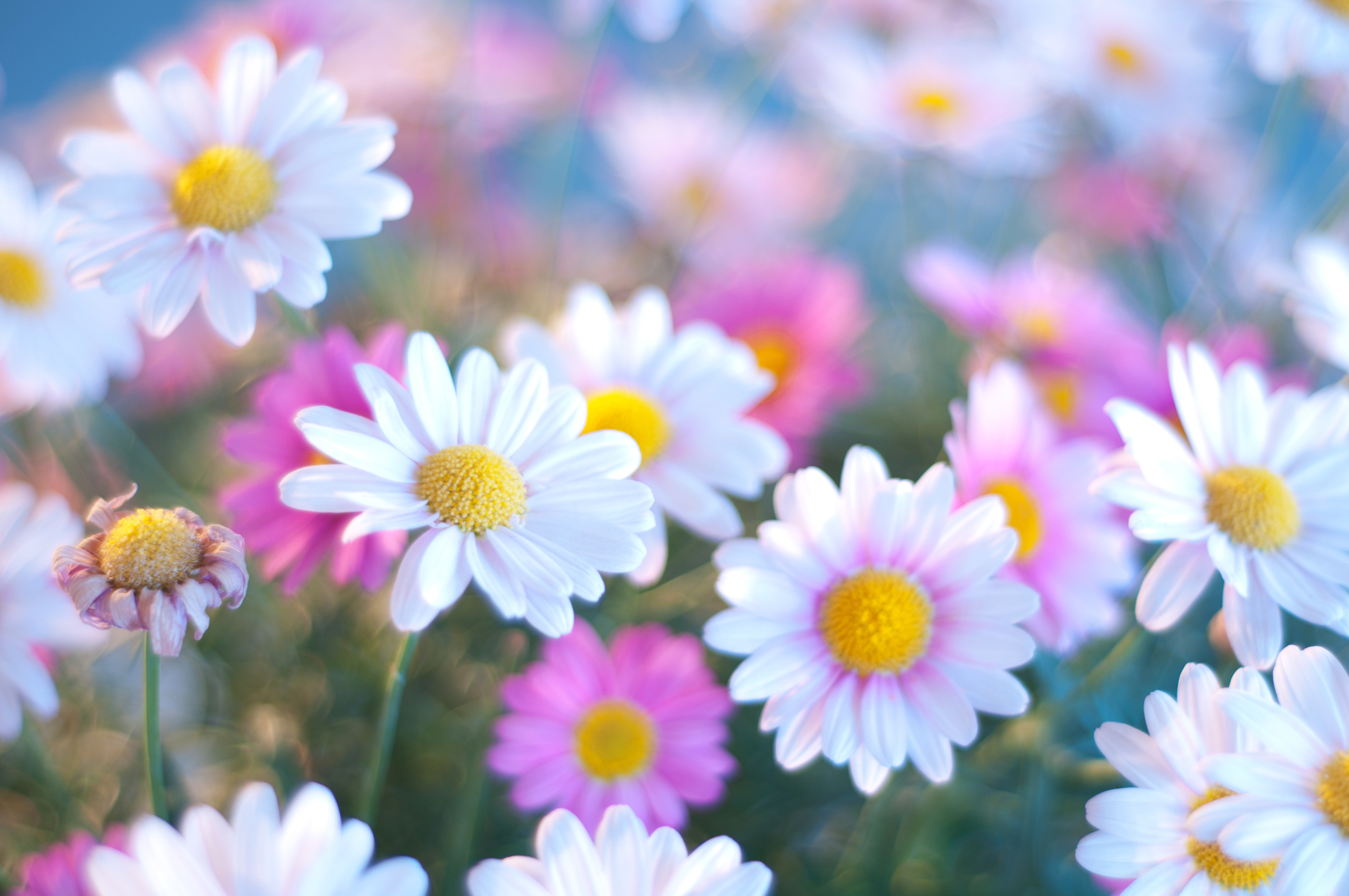 природа ромашки маргаритки