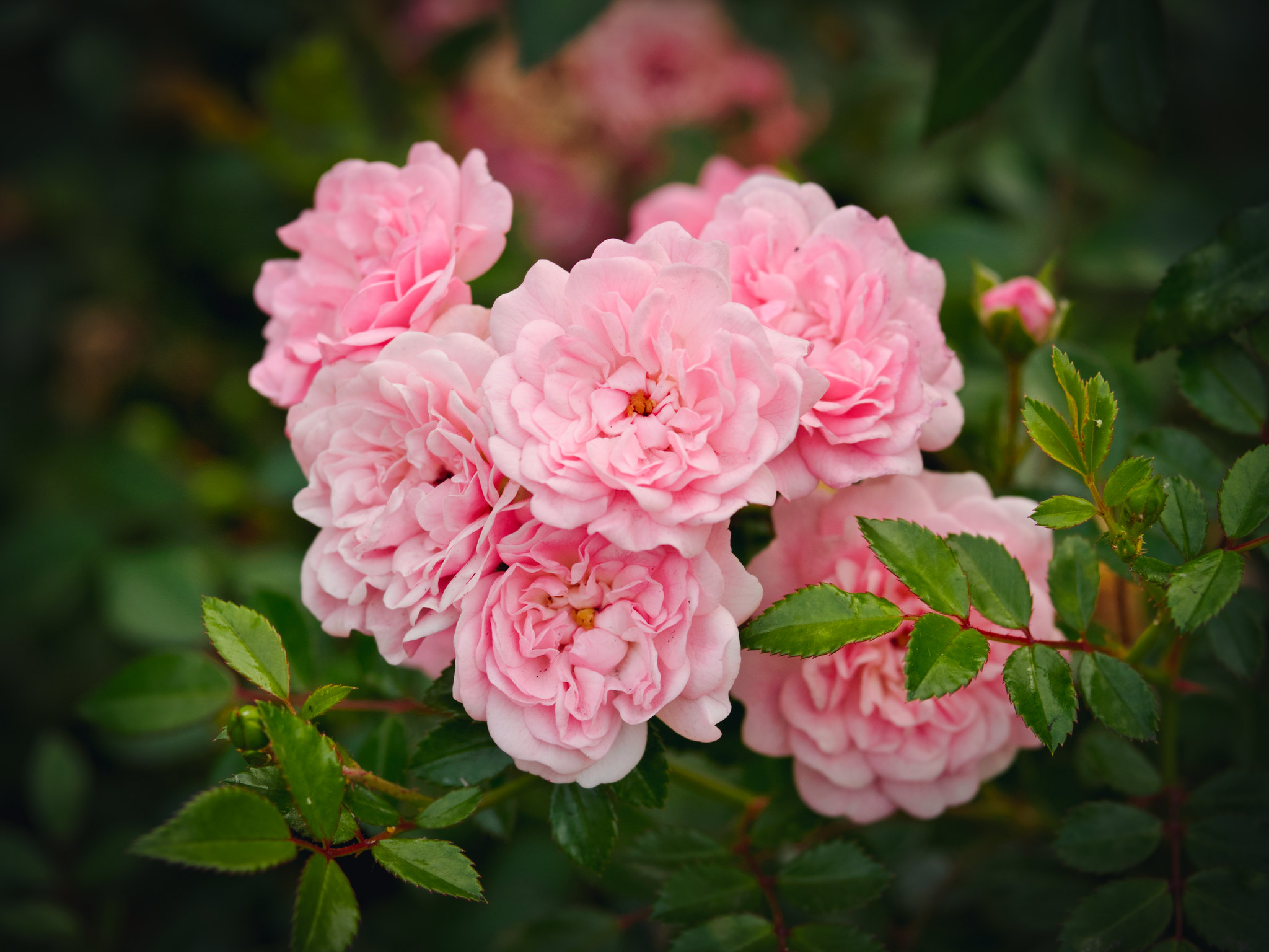 роза ветка розы