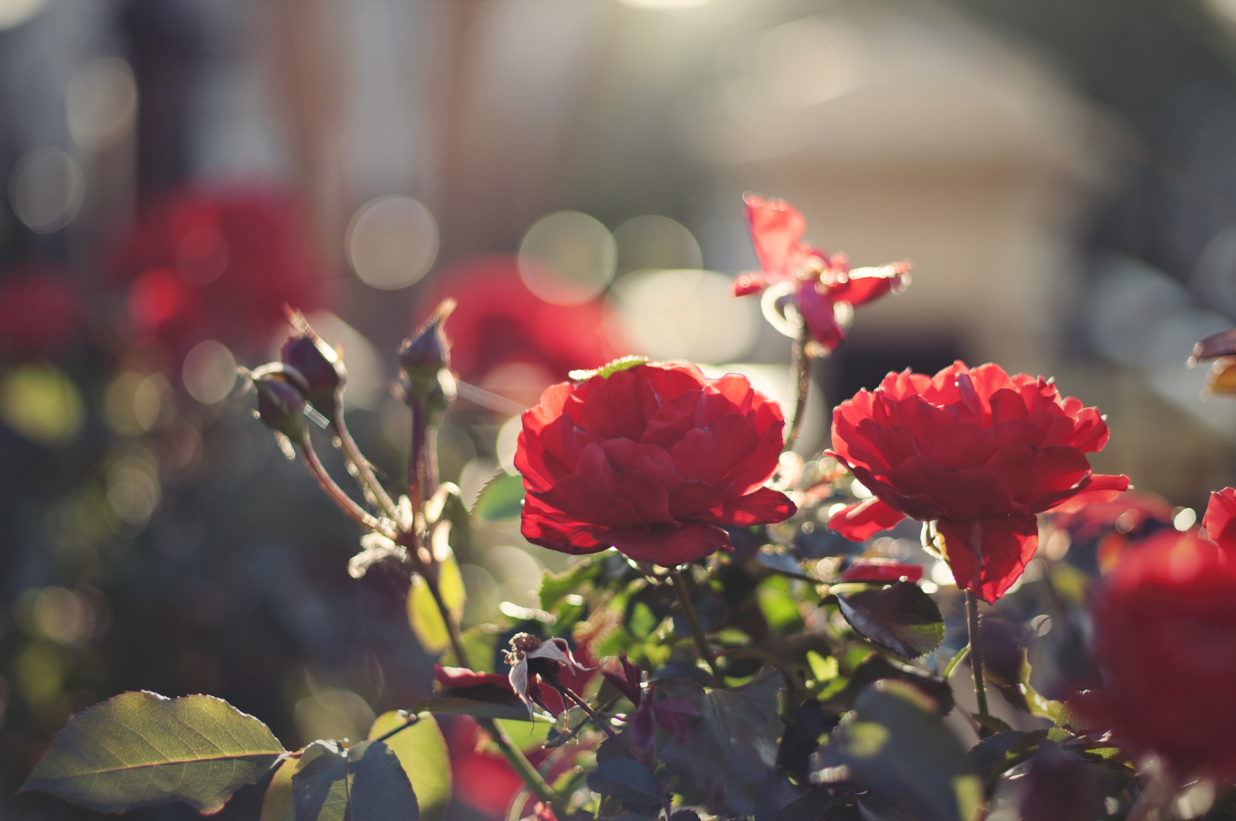 розы лепестки листья цветы свет