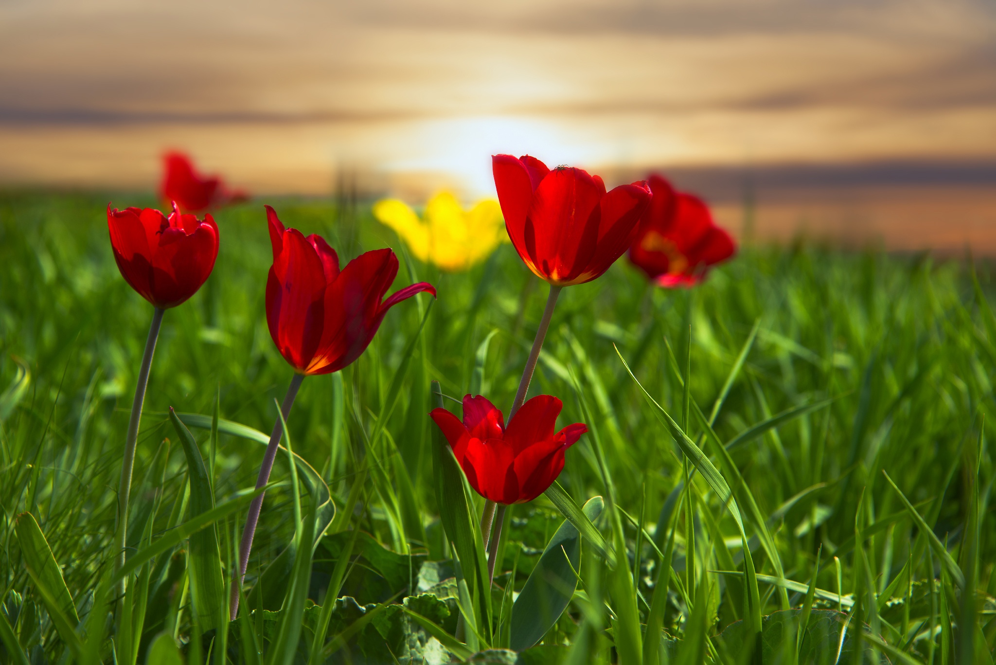трава тюльпаны луг красные