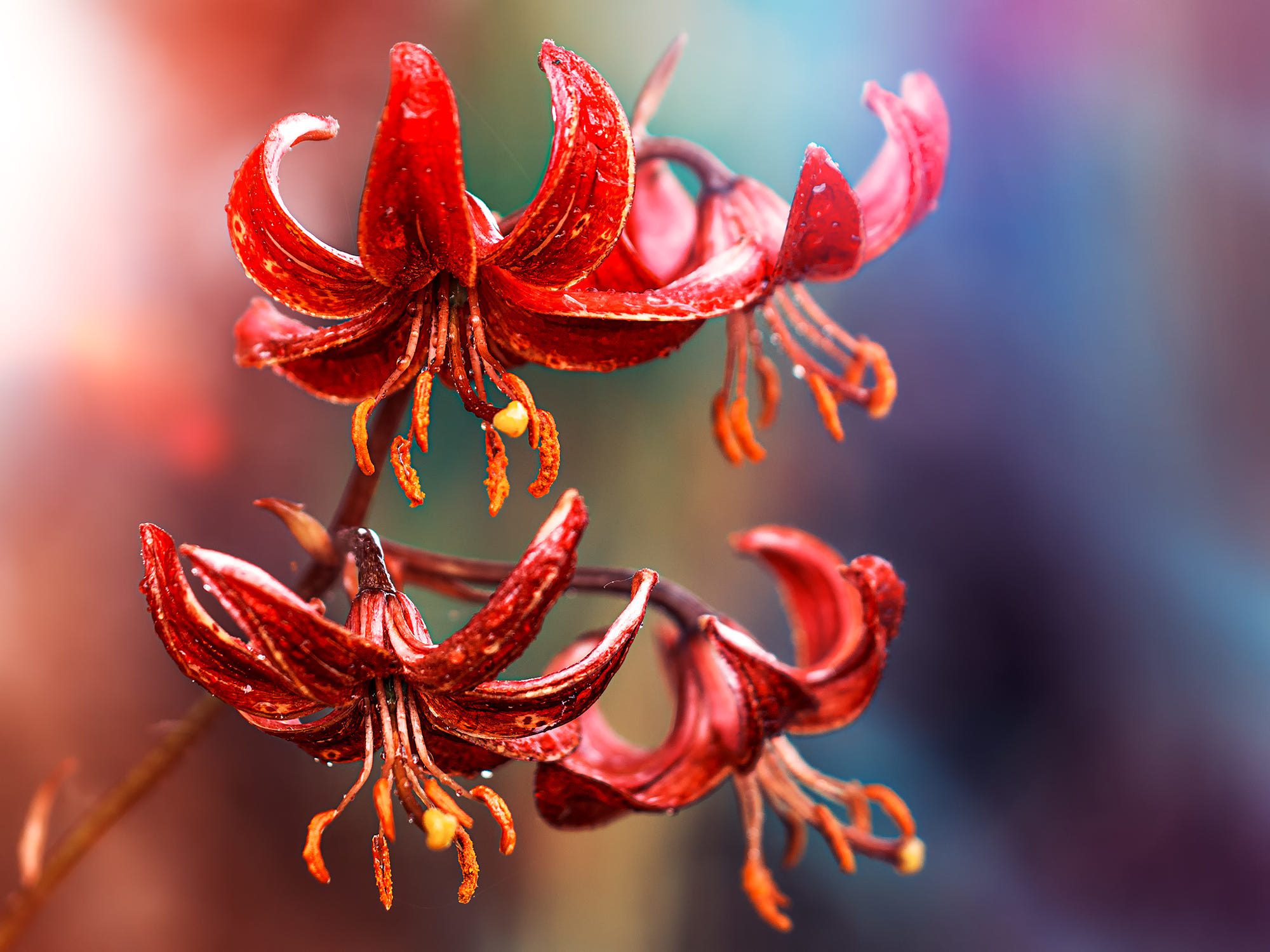 цветок макро пестики лилейник