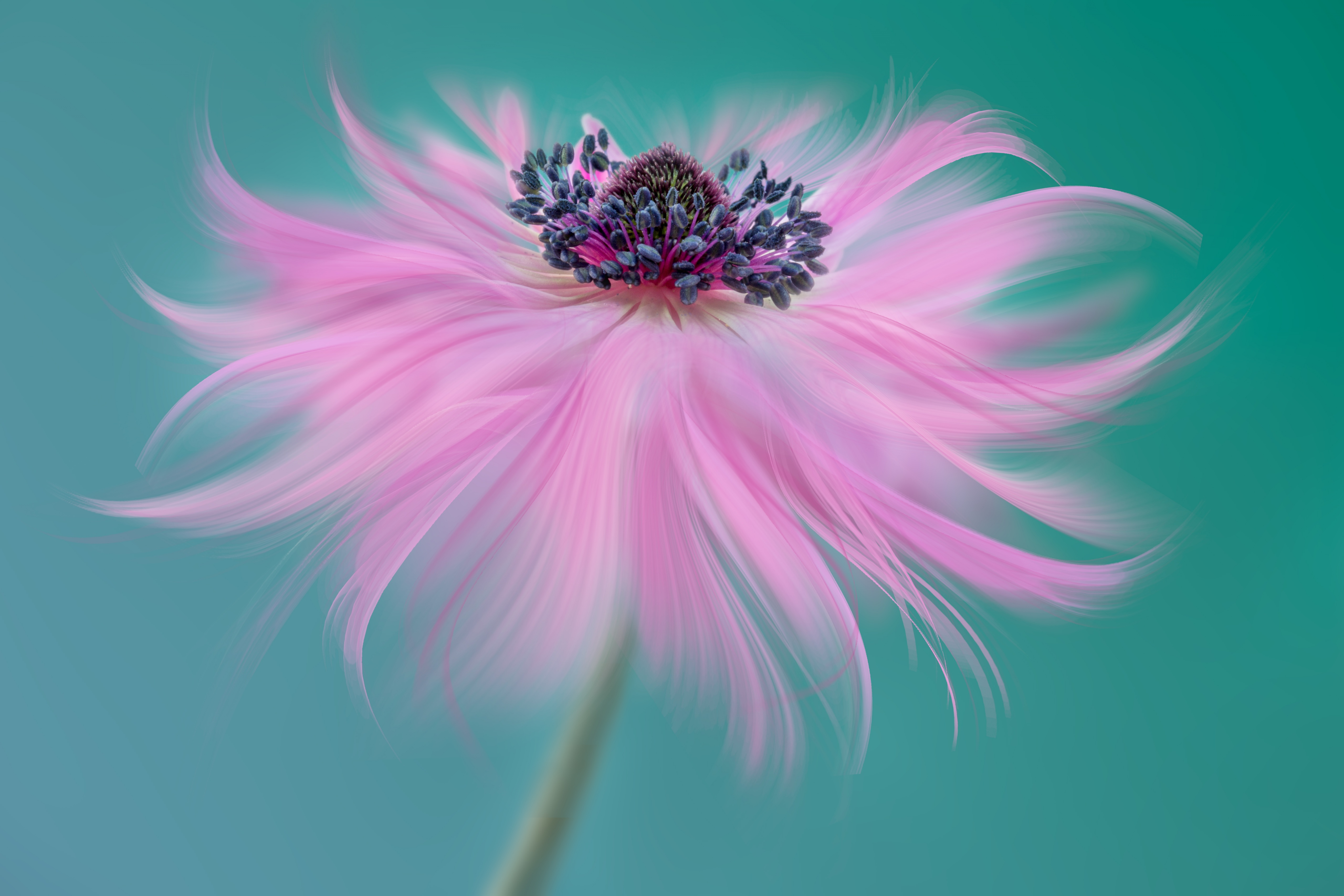 цветок перья лепестки