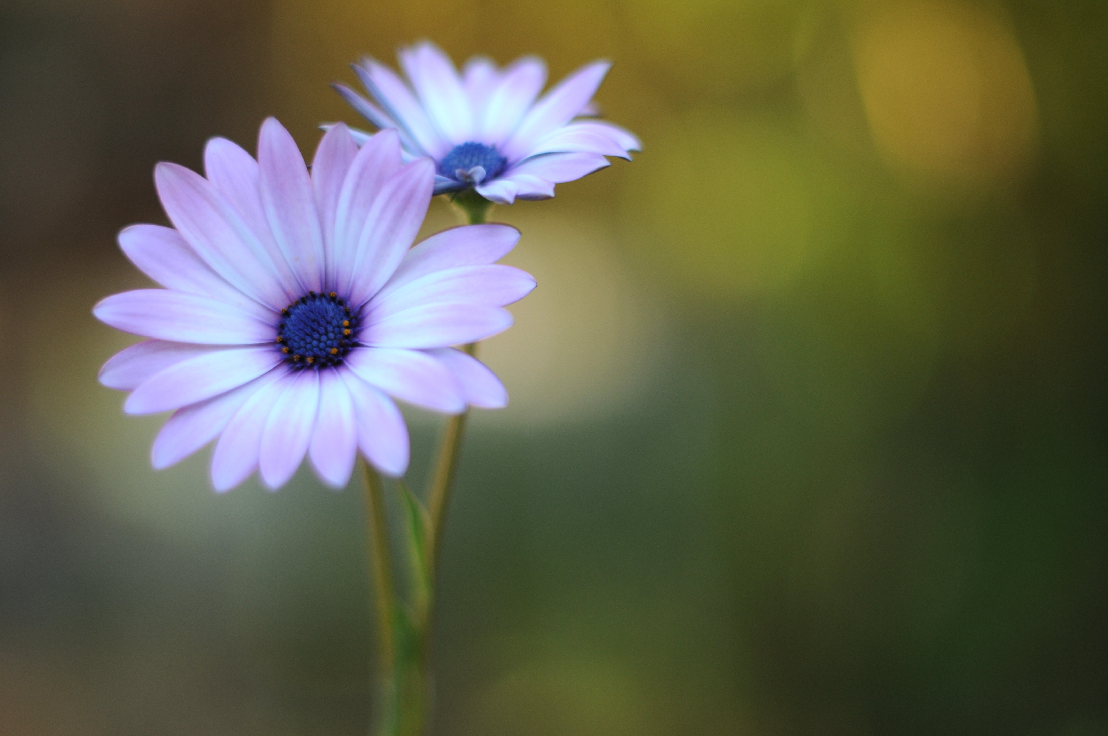 цветок цвет сиреневый