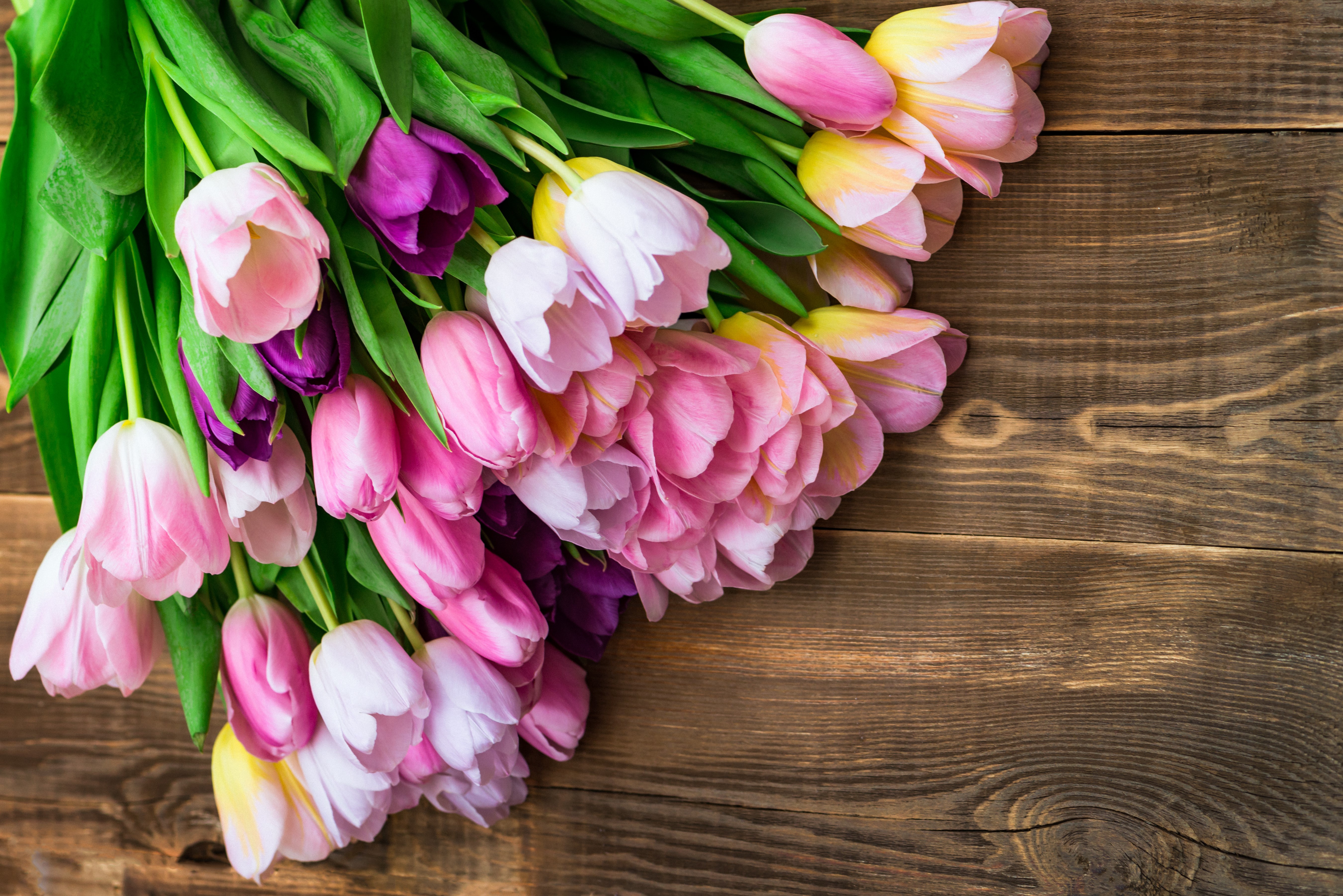 цветы tulips тюльпаны flowers