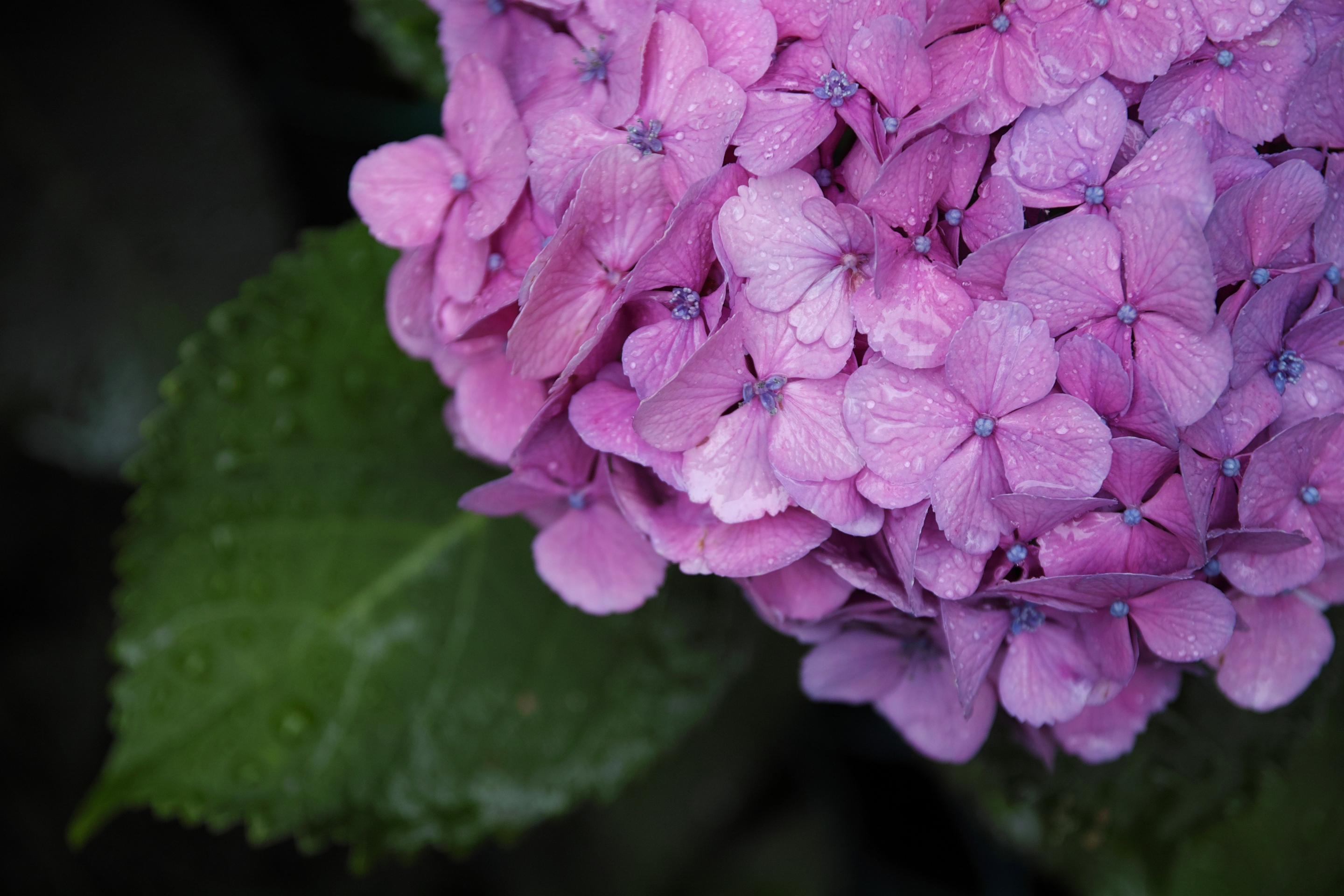 цветы лето макро гортензия