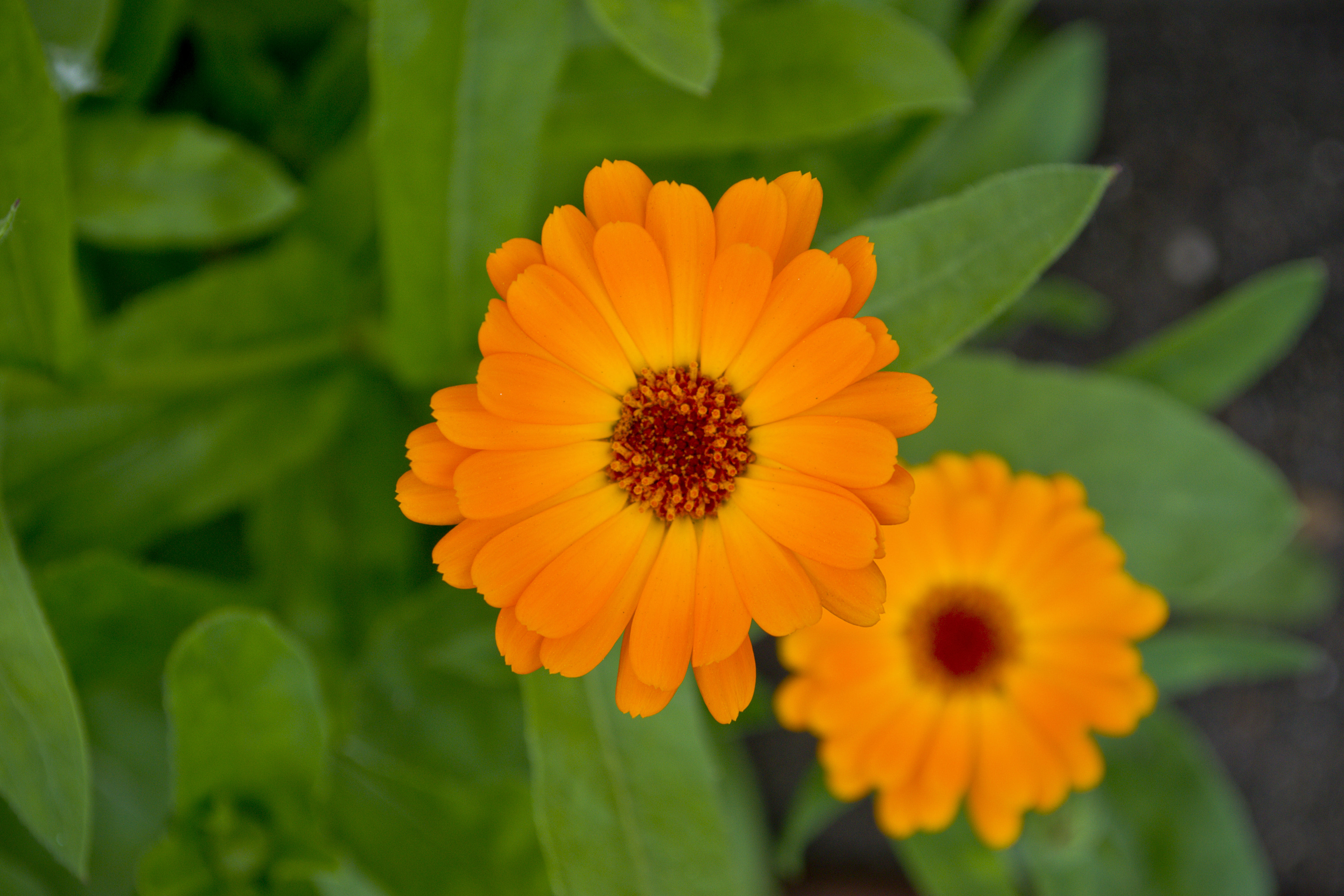 цветы оранж макро оранжевый лето