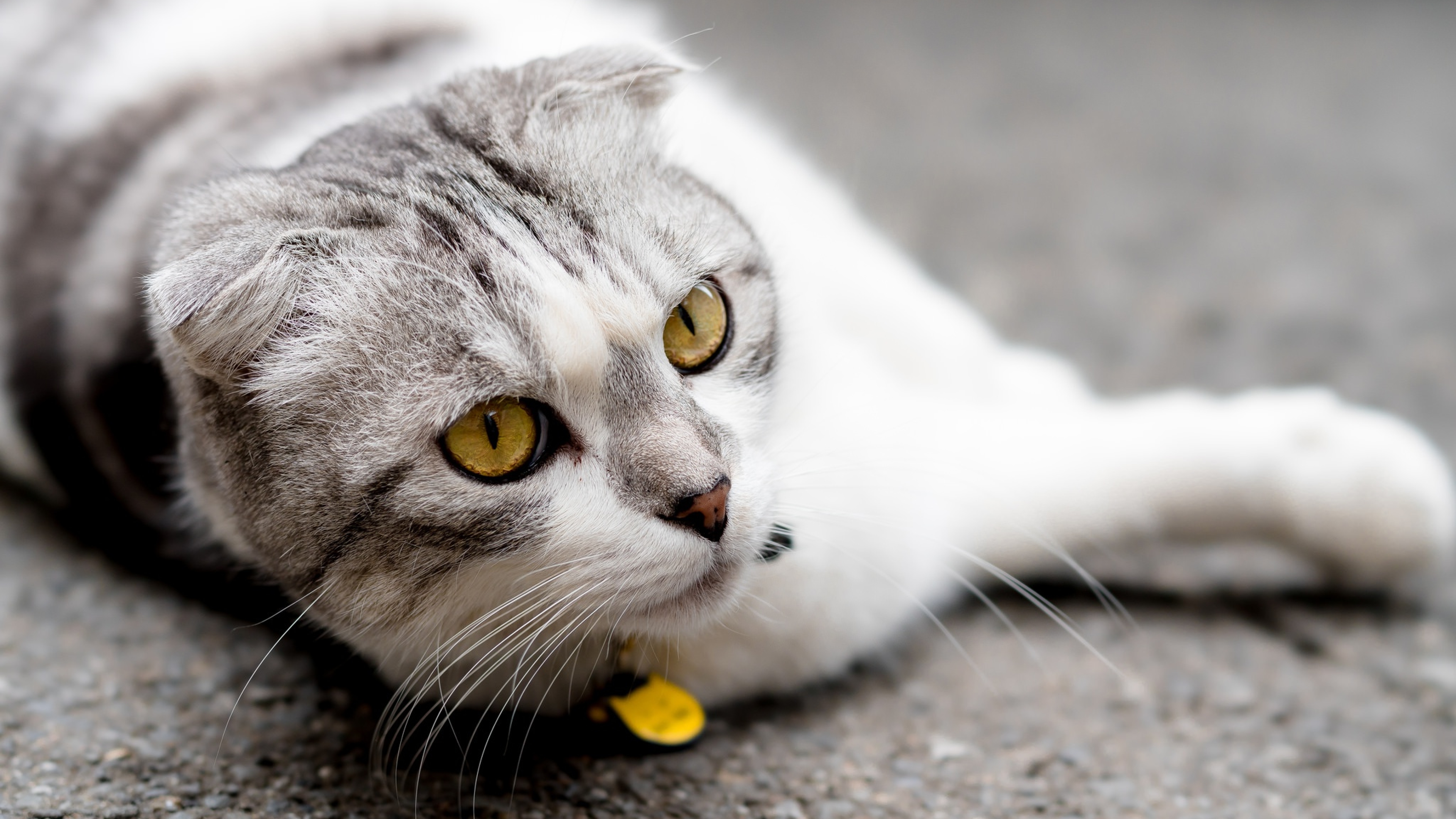 Британский вислоухий кот лежит