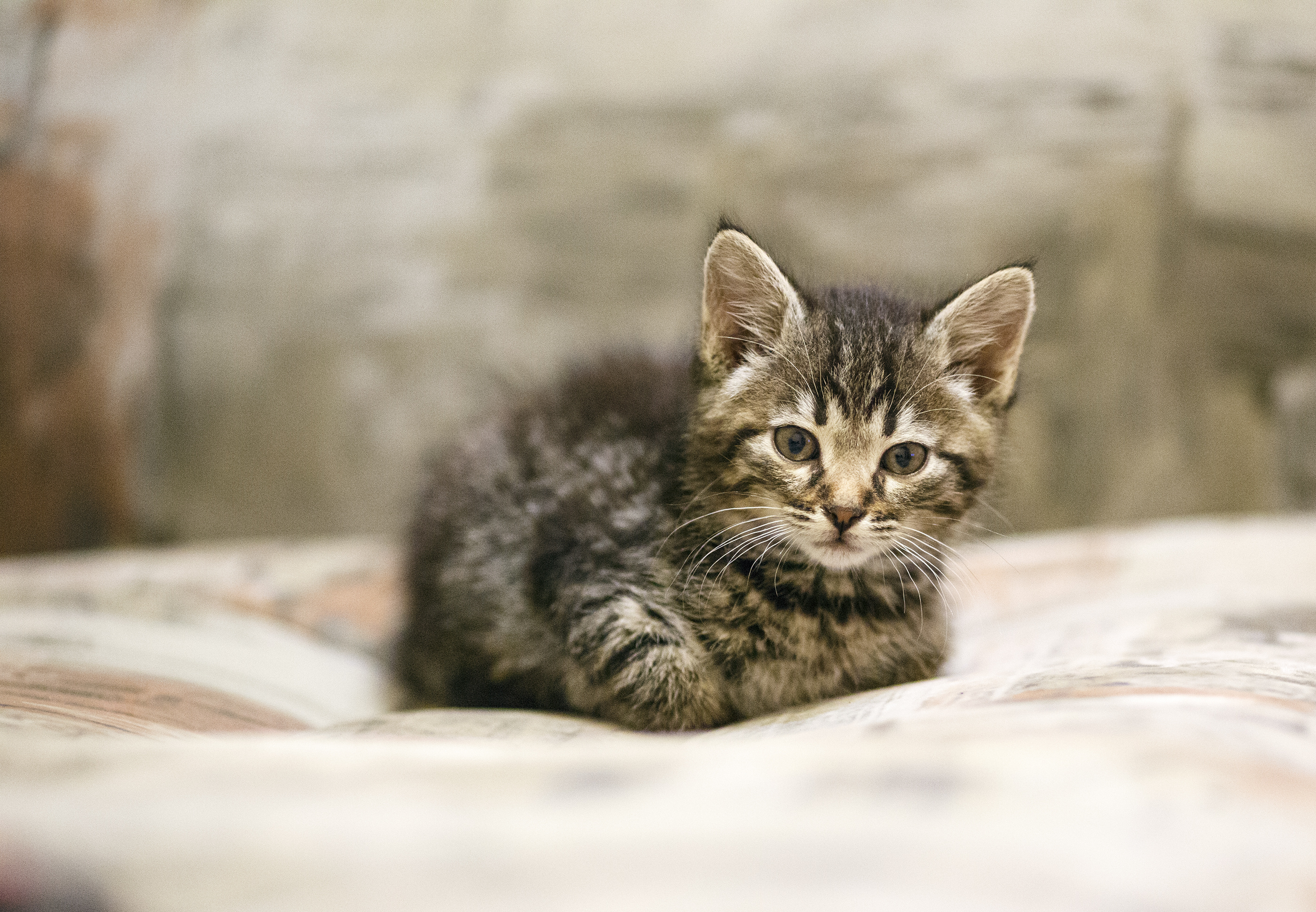 котенок маленький монстрик