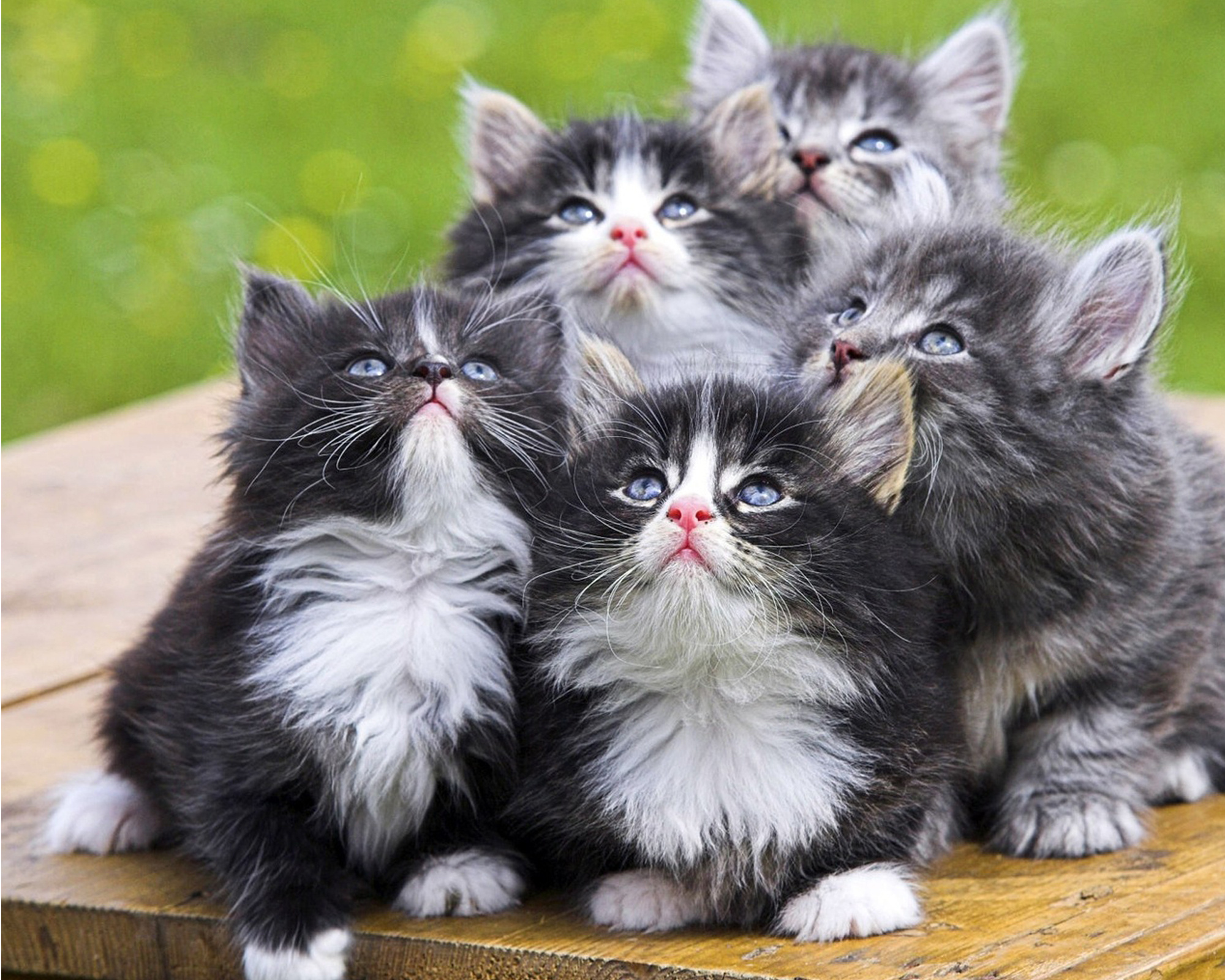 котята компания смотрят пушистые