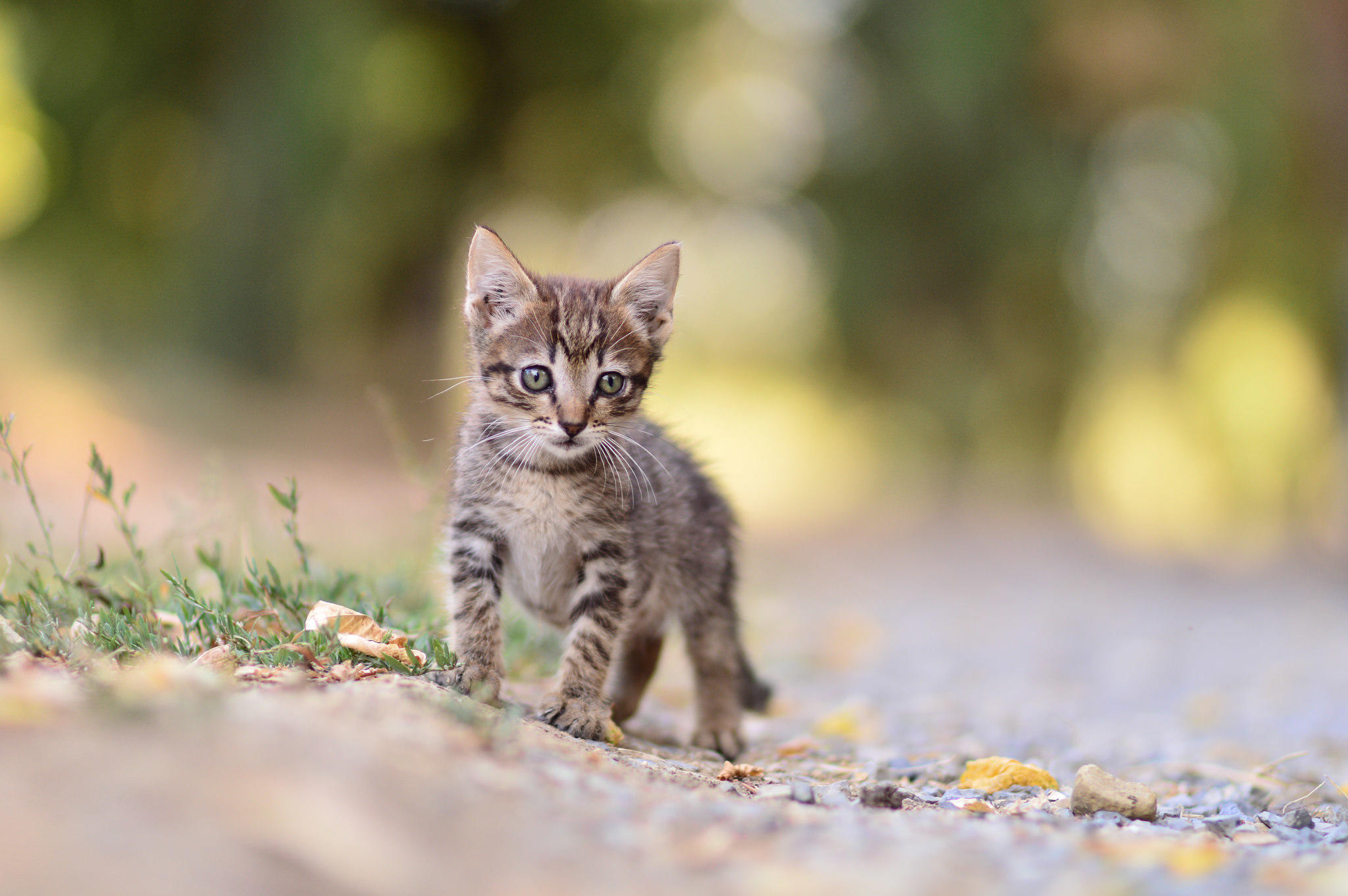 котёнок животное взгляд