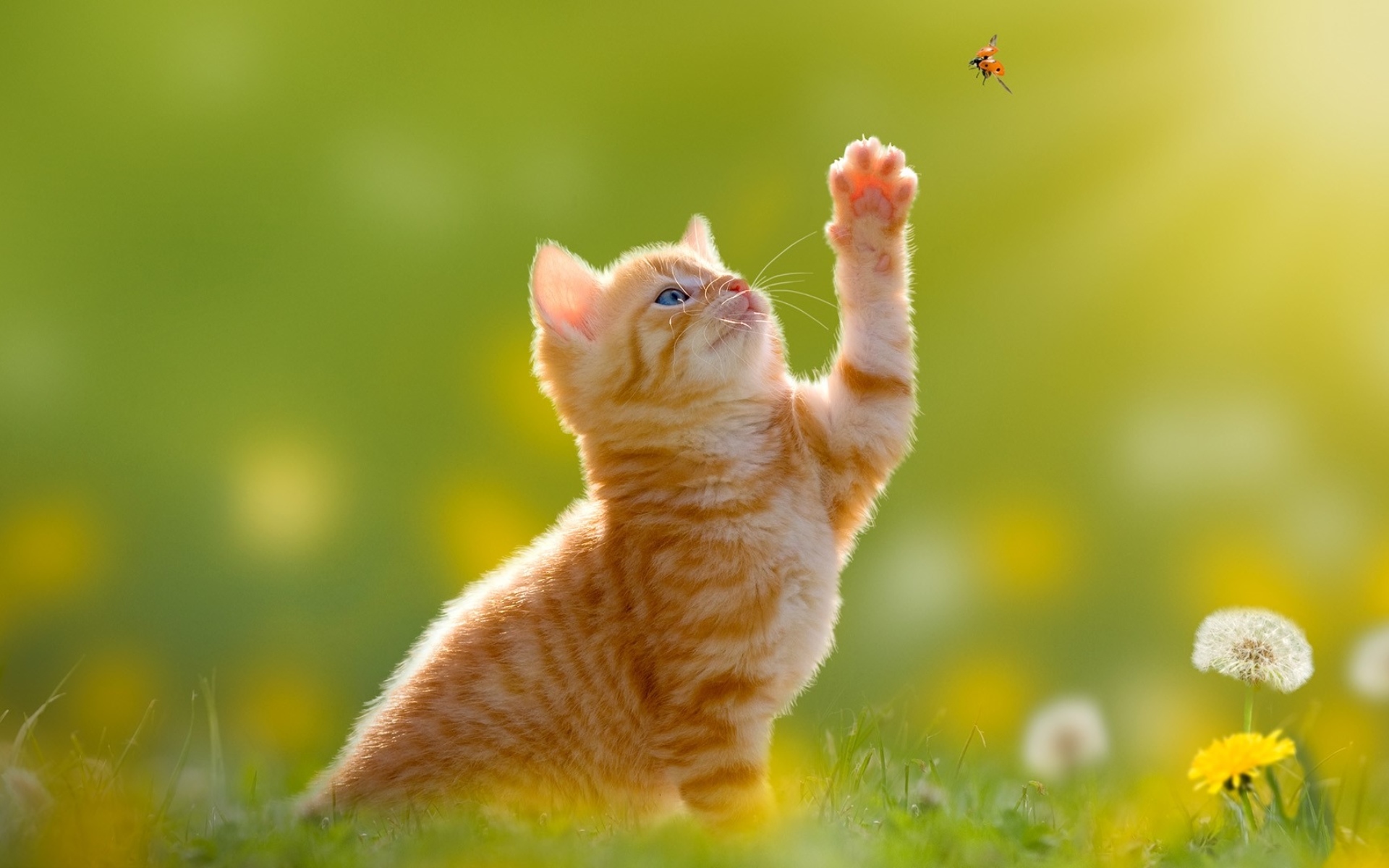 котёнок рыжий божья коровка