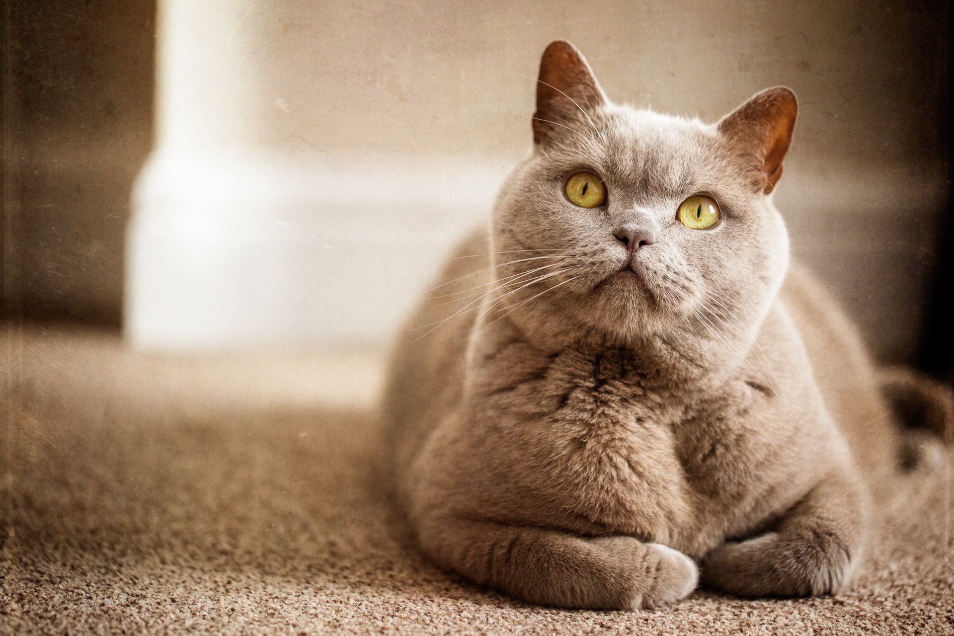 кошка взгляд