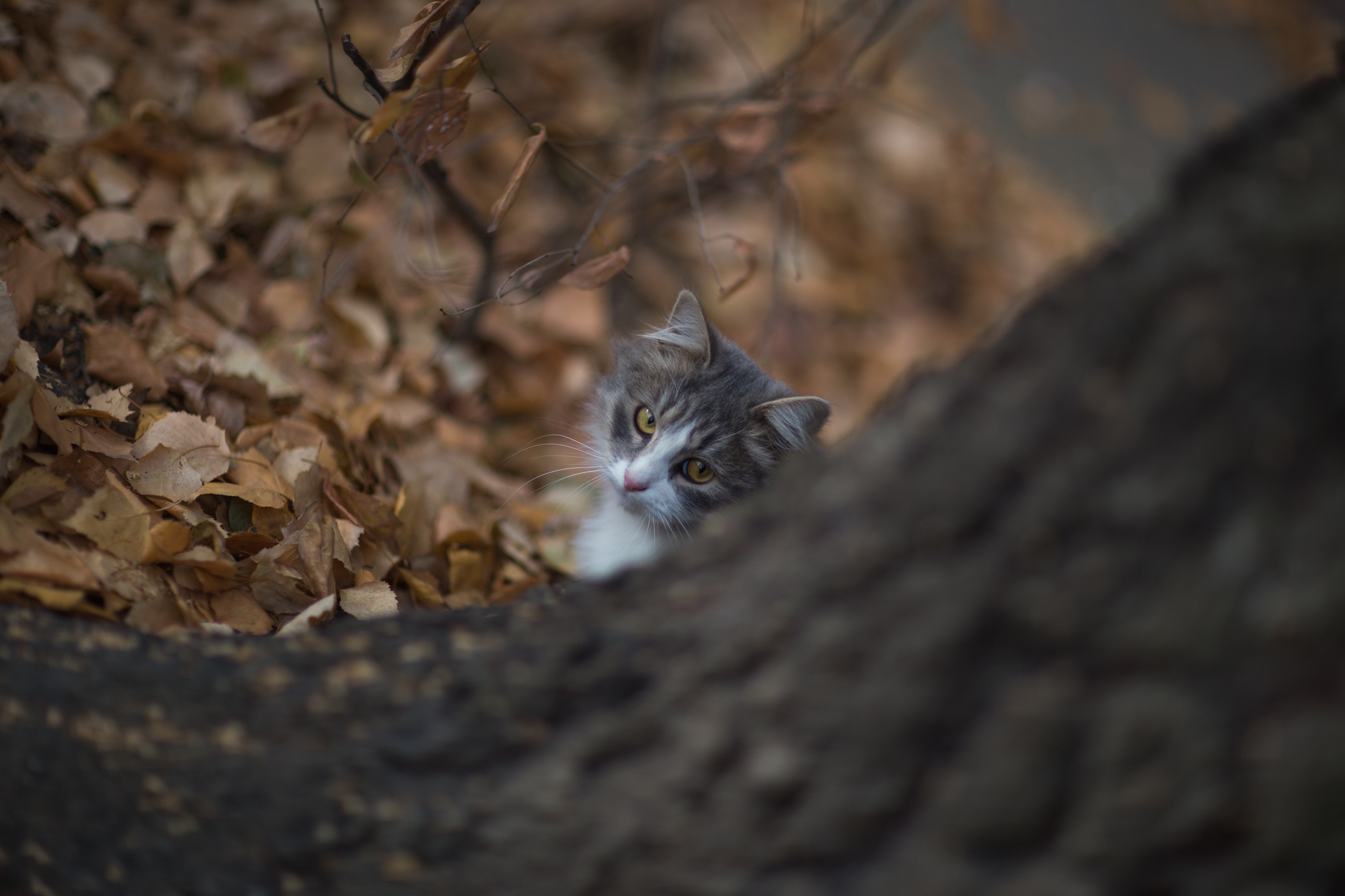 кошка взгляд питомец