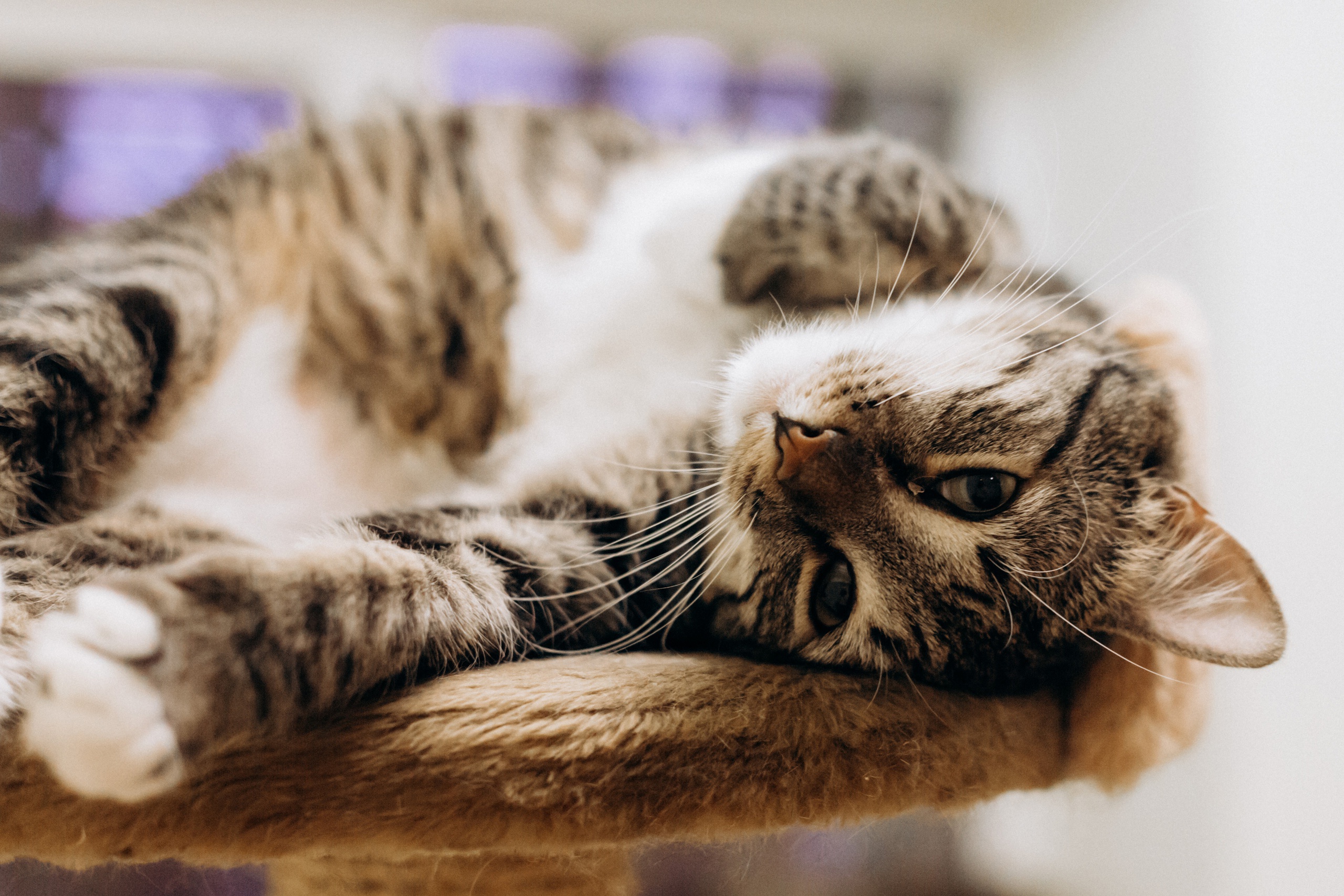 кошка кот мордочка котейка