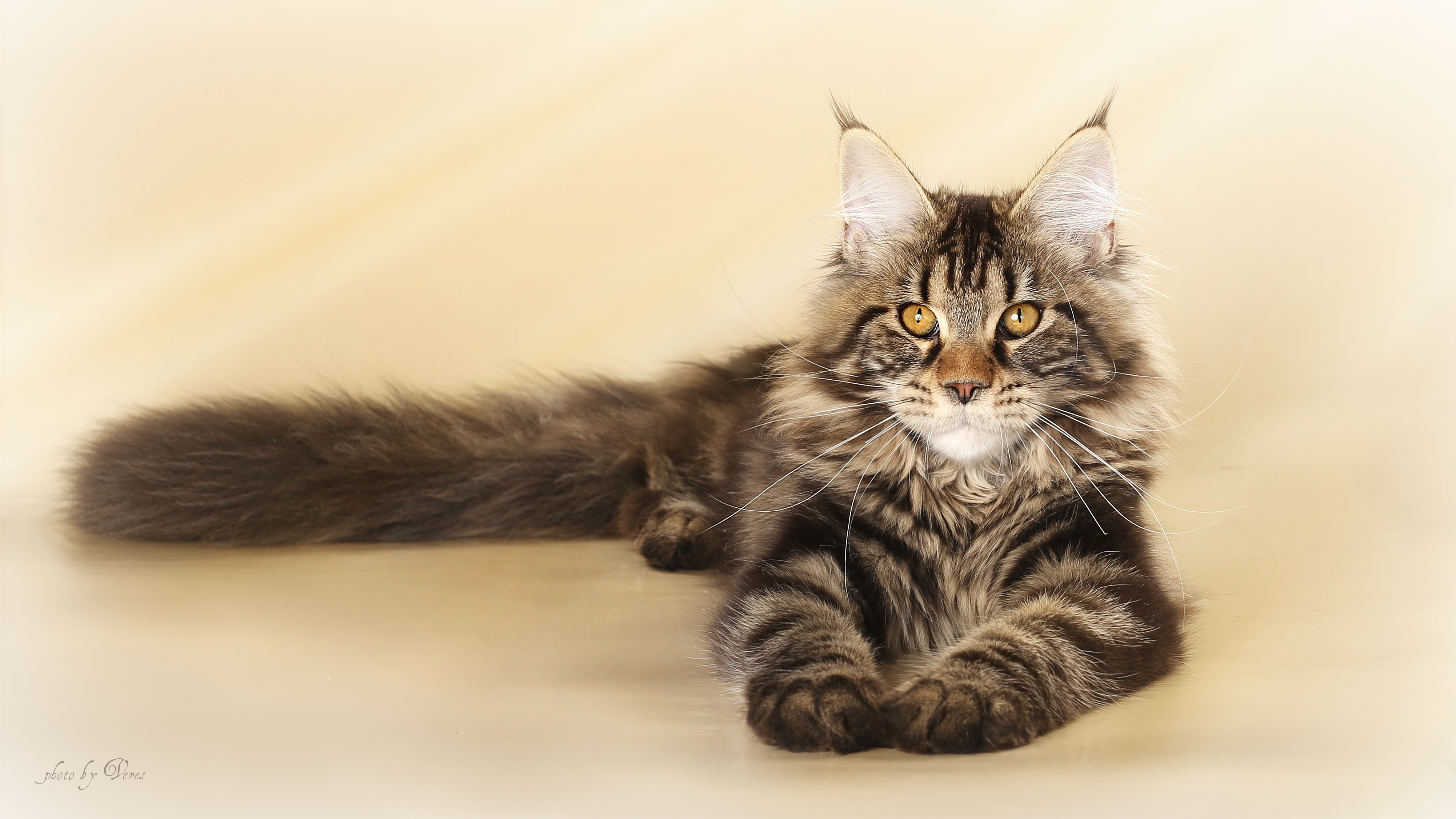 кошка мейнкун котенок