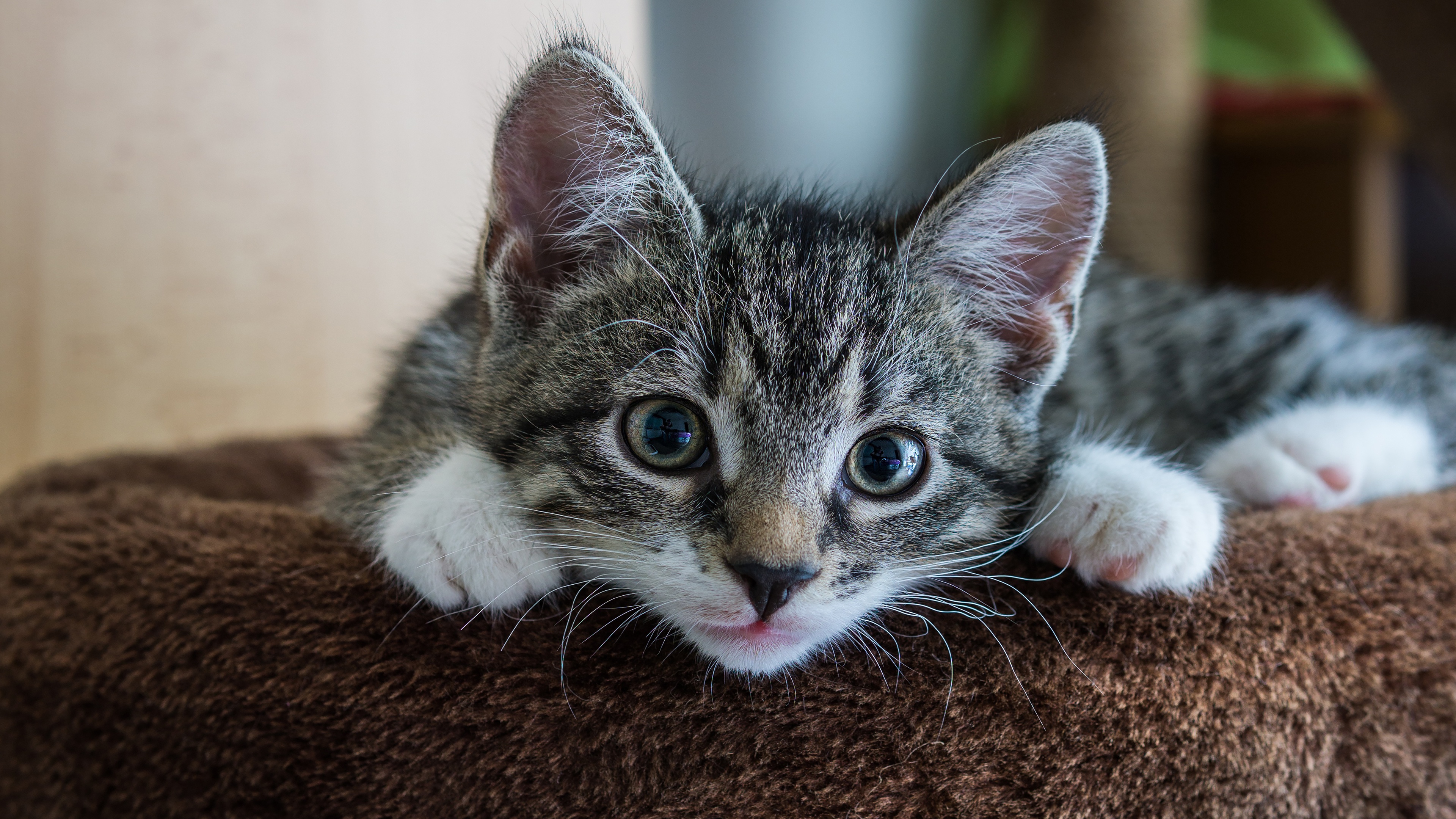 кошка полосатый уют малыш