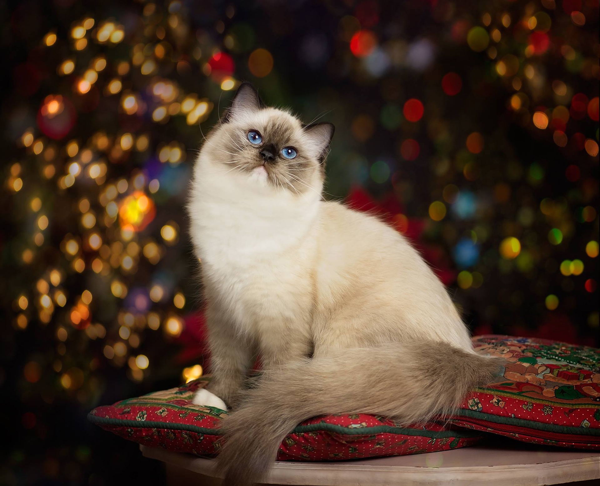 кошка портрет красавица