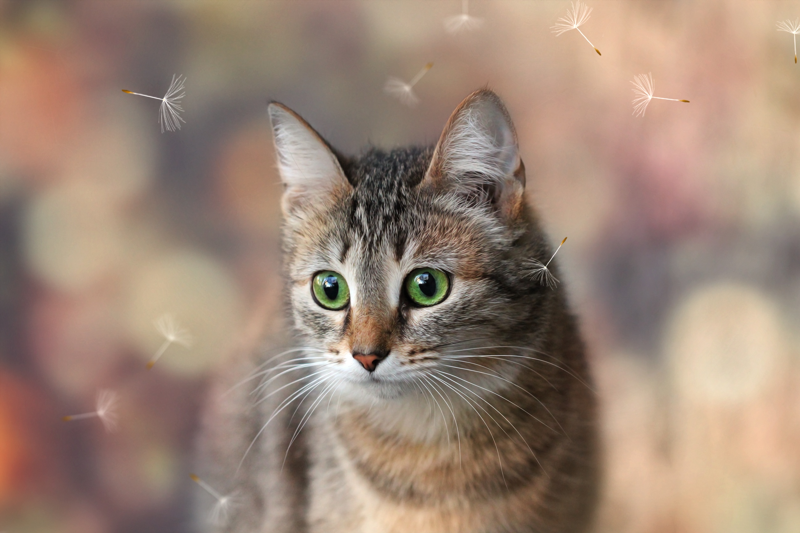 кошка пух киса взгляд