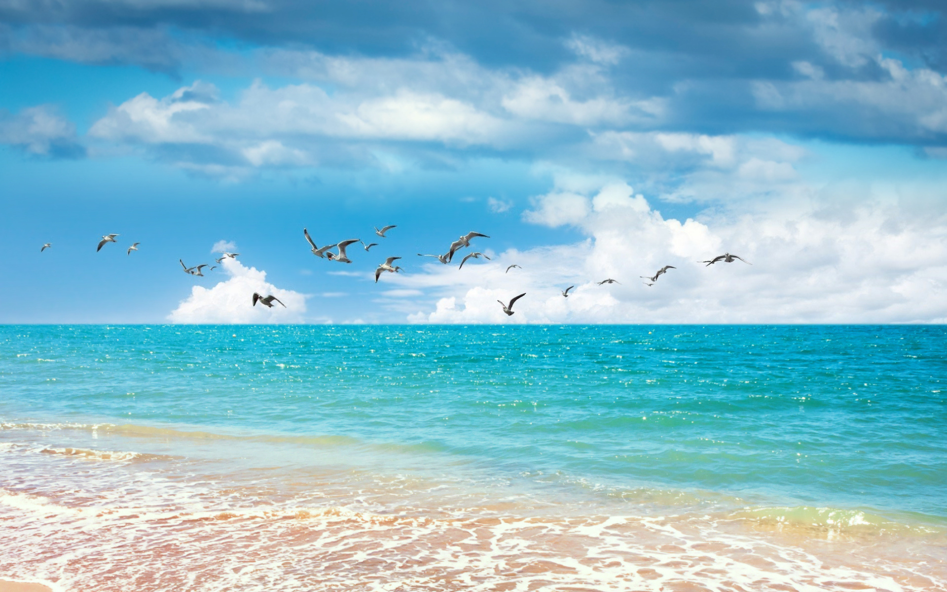 пейзаж океан небо чайки