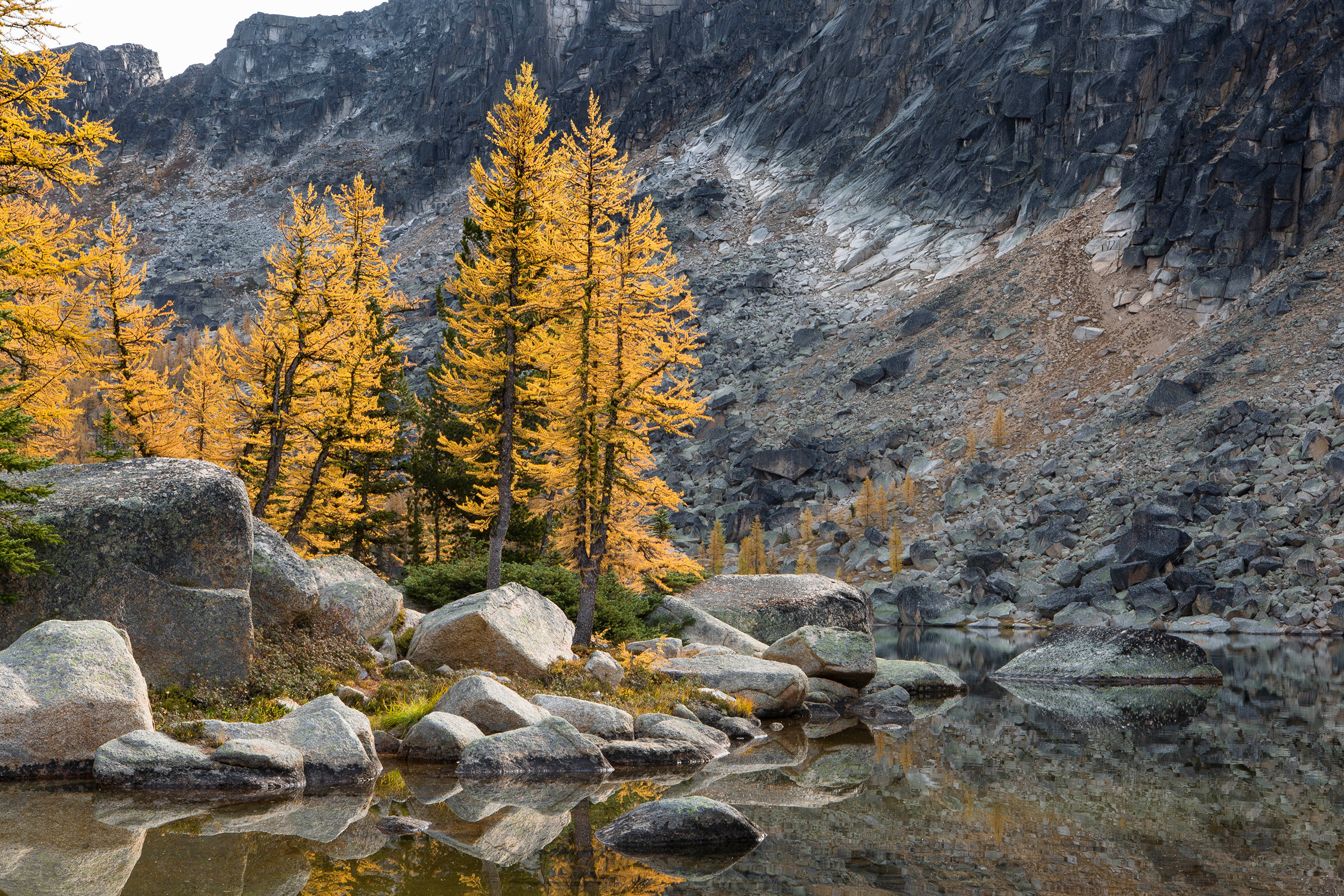 Канада Деревья Природа