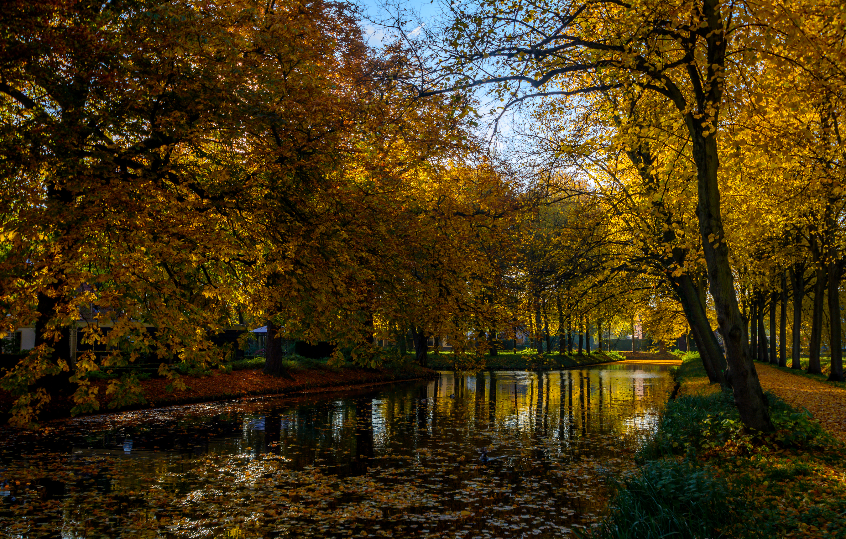 Листья Нидерланды Rhoon