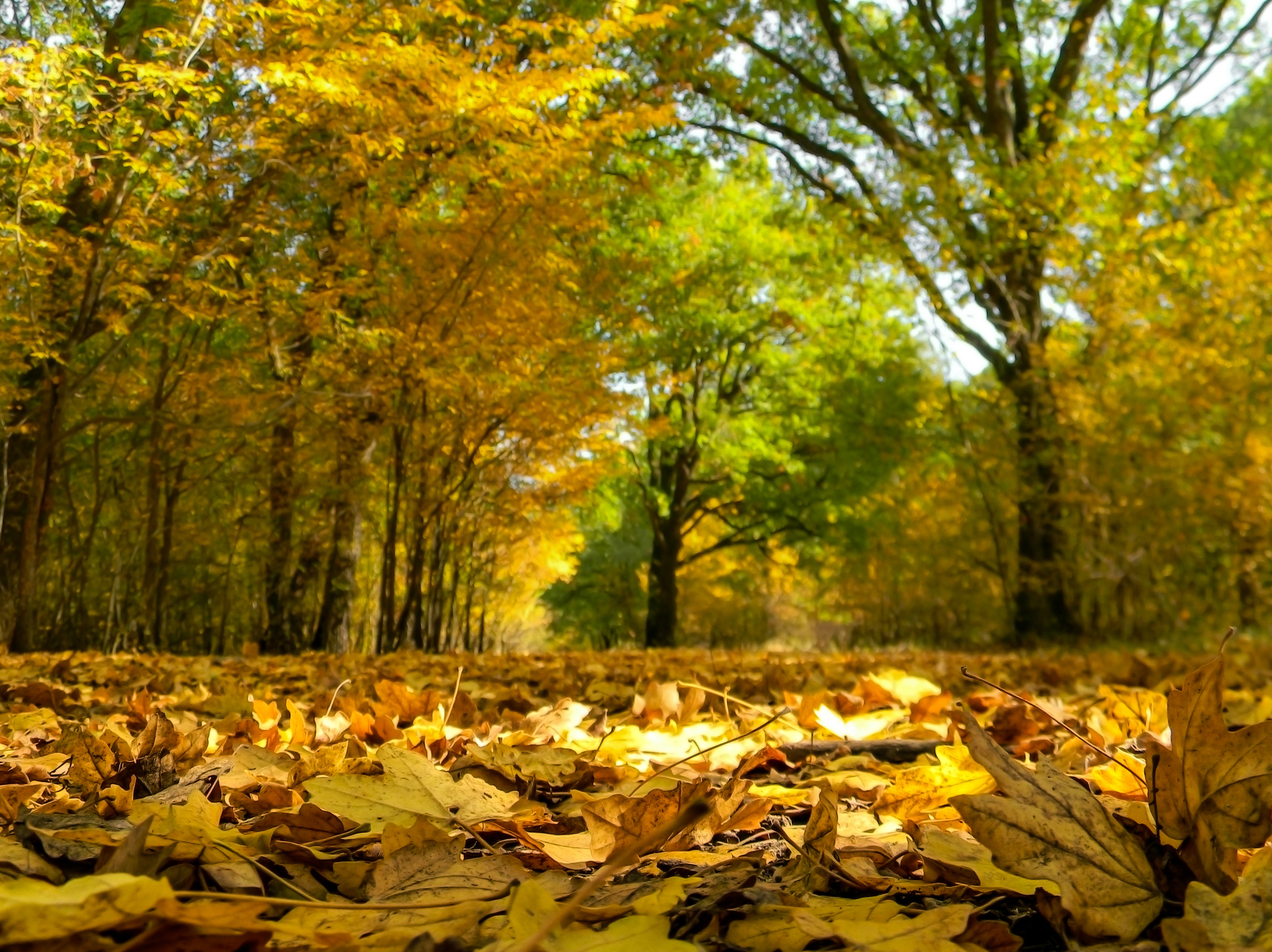 Осень Деревья Fall Trees