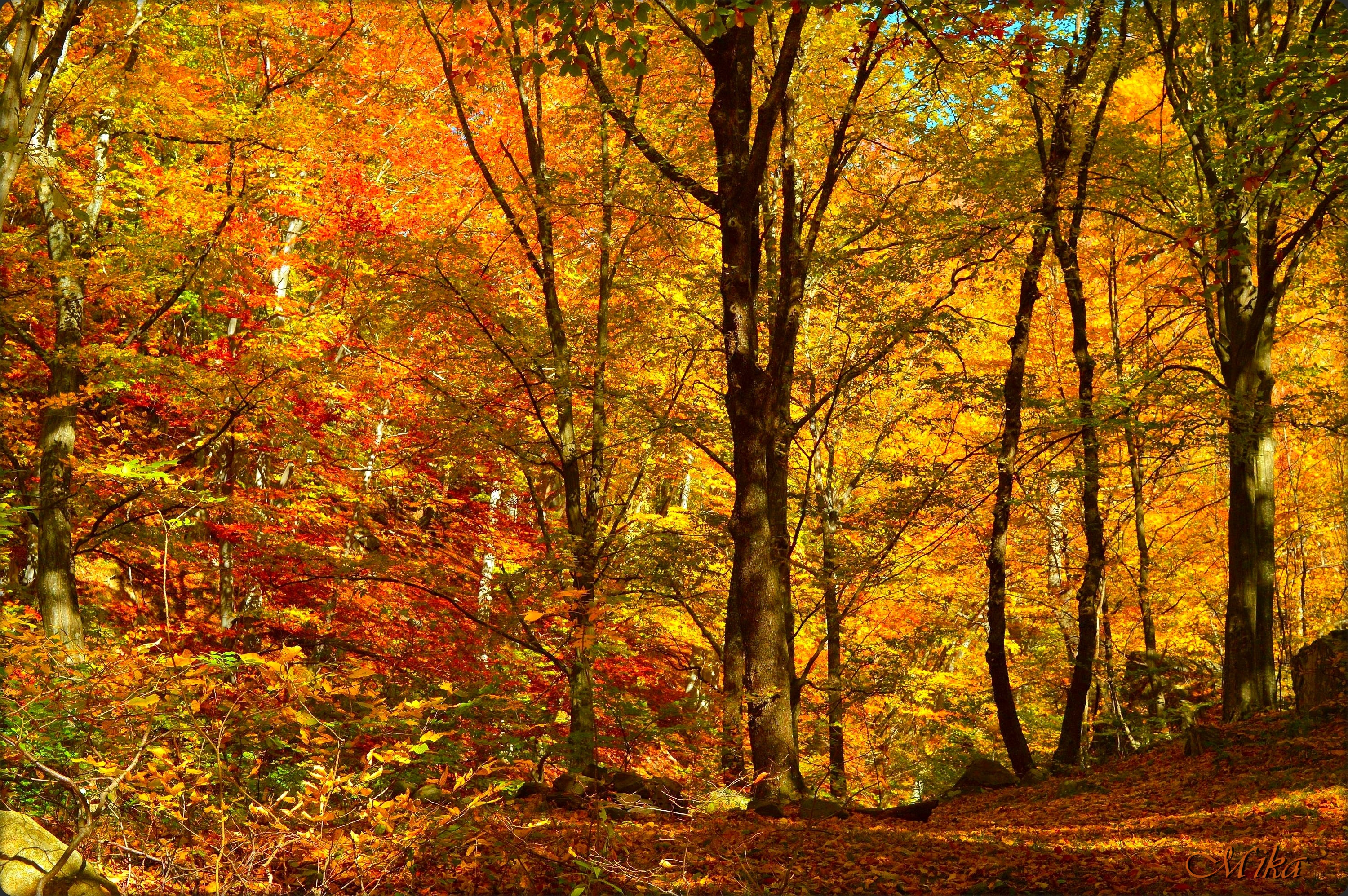 Осень Деревья Trees Leaves