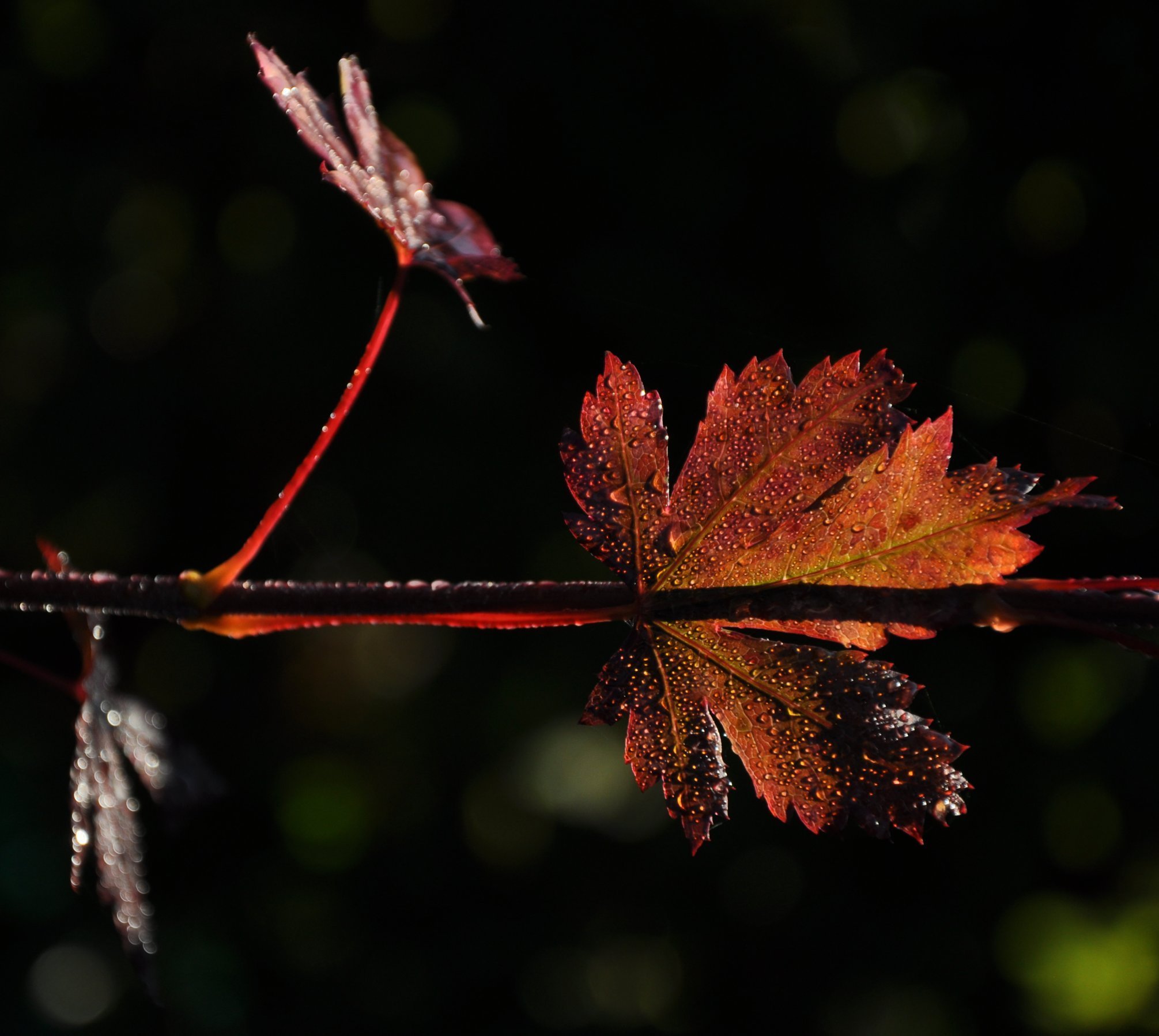 ветка листва блики