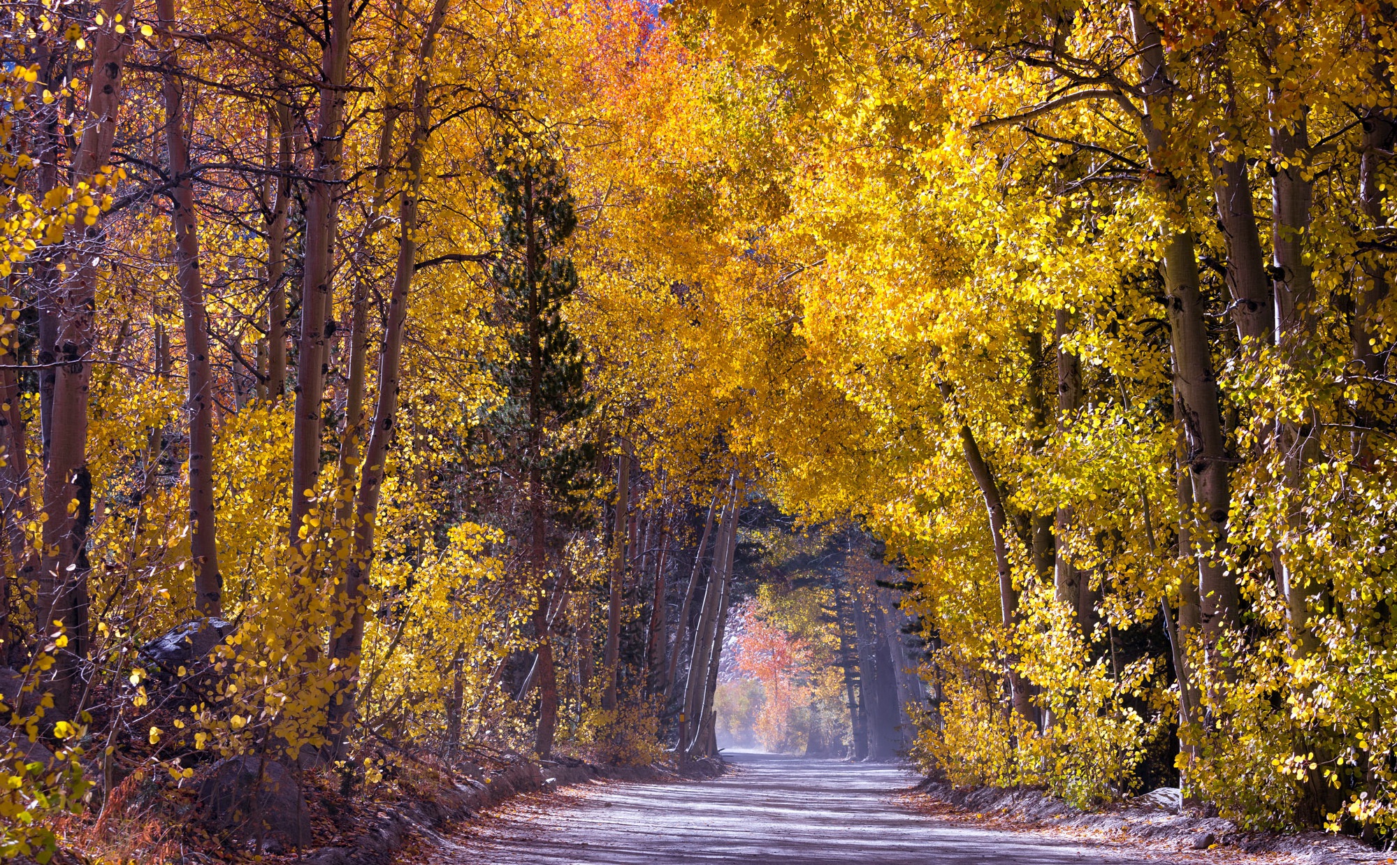 дорога лес осень