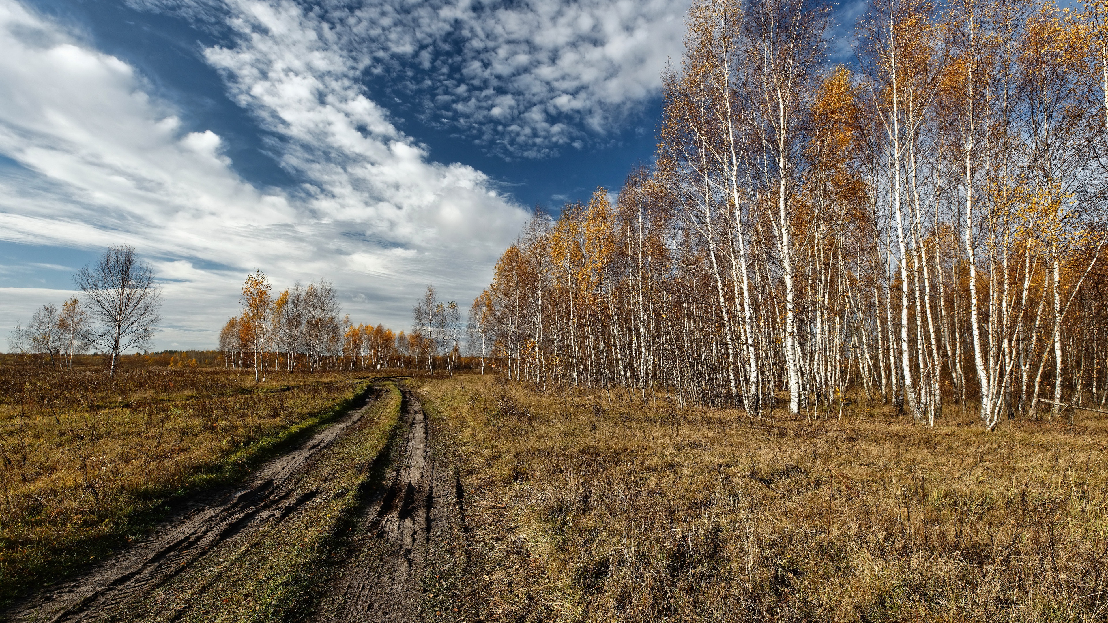 дорога роща поле берёзы