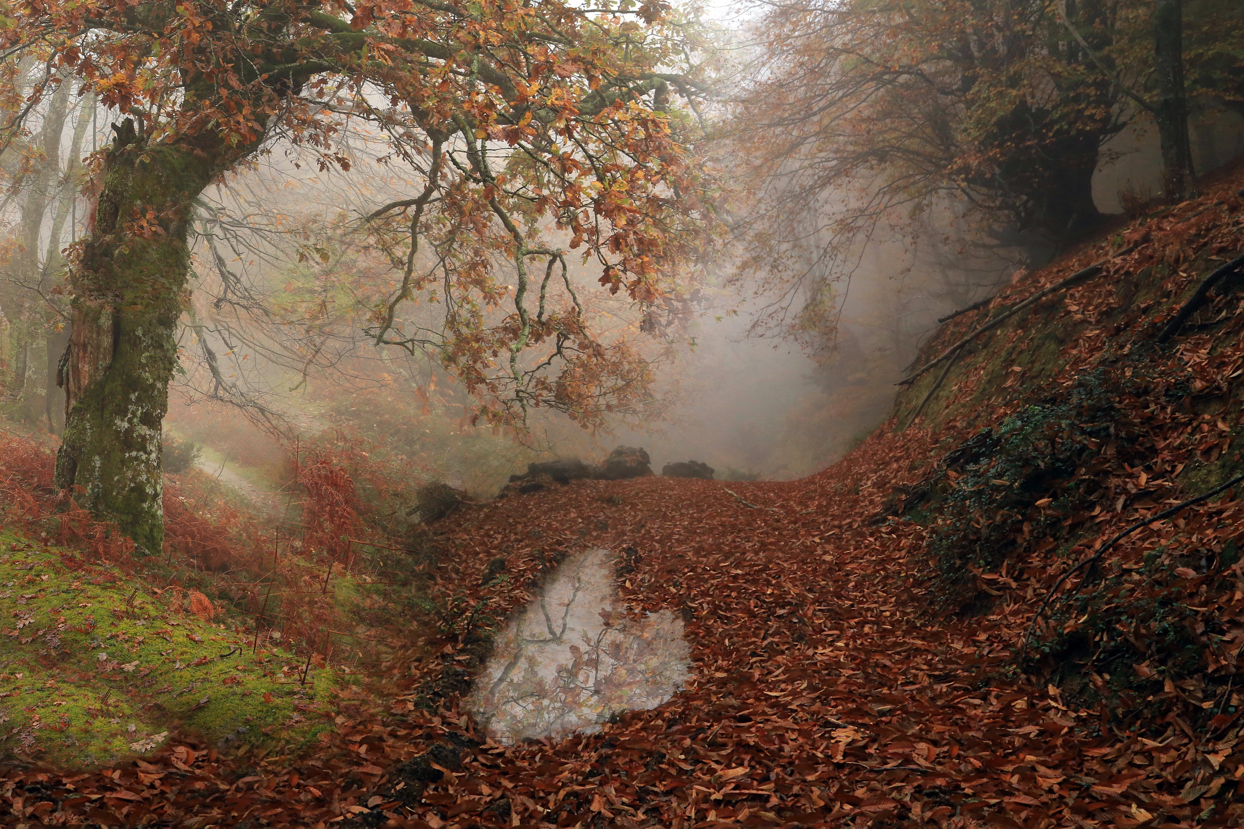 дорога туман лес