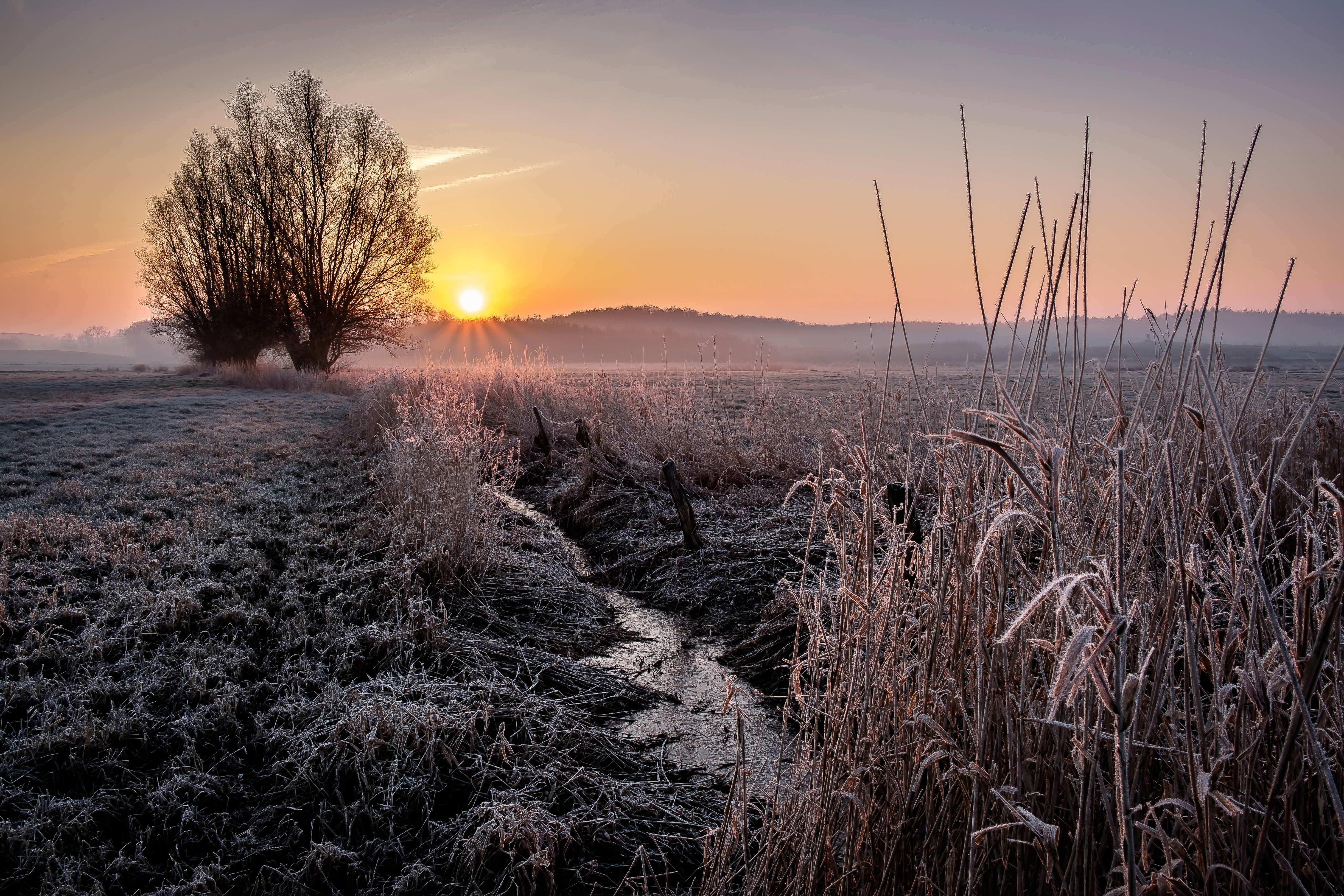 закат дерево иней ручей сухая