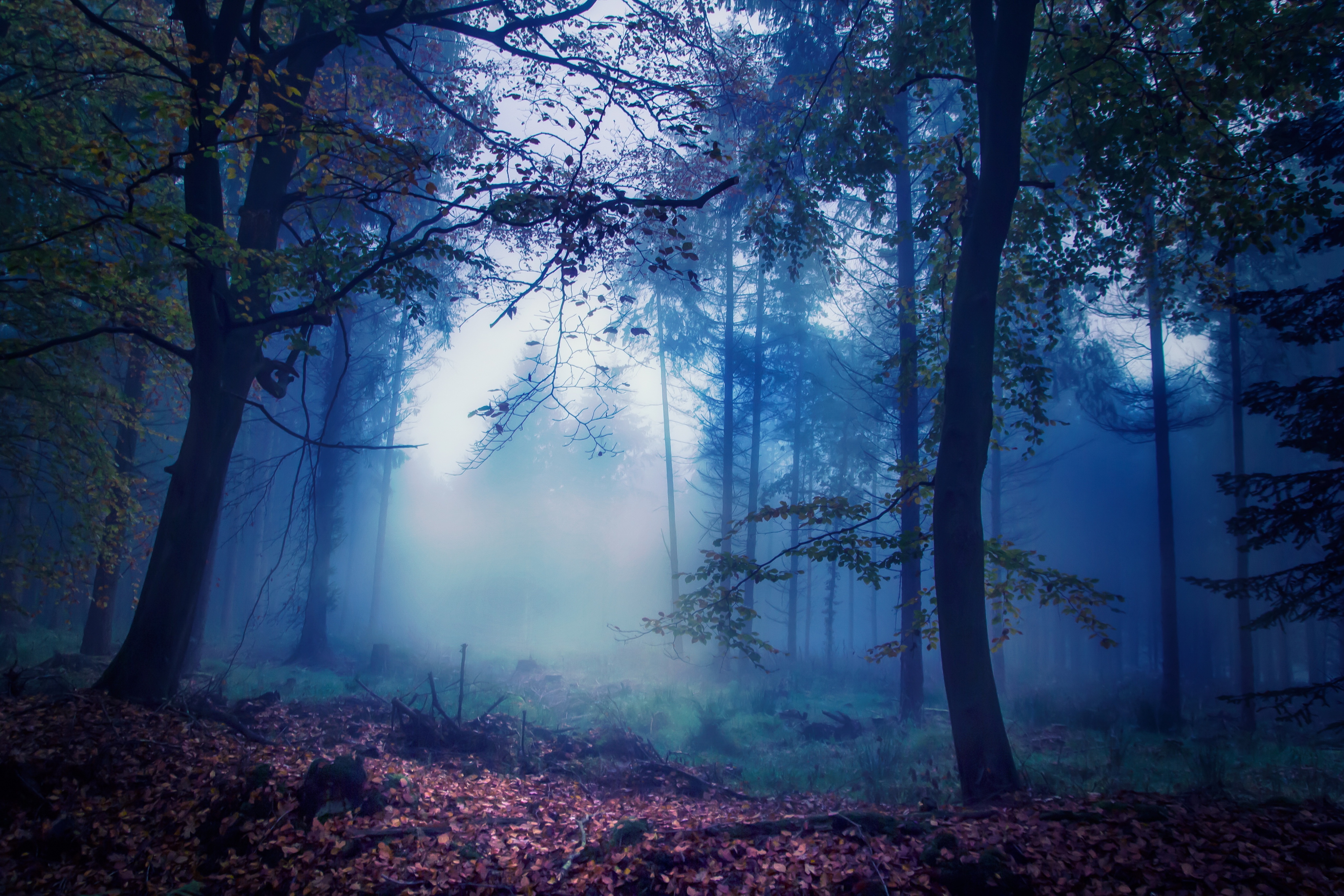 лес деревья туман пейзаж