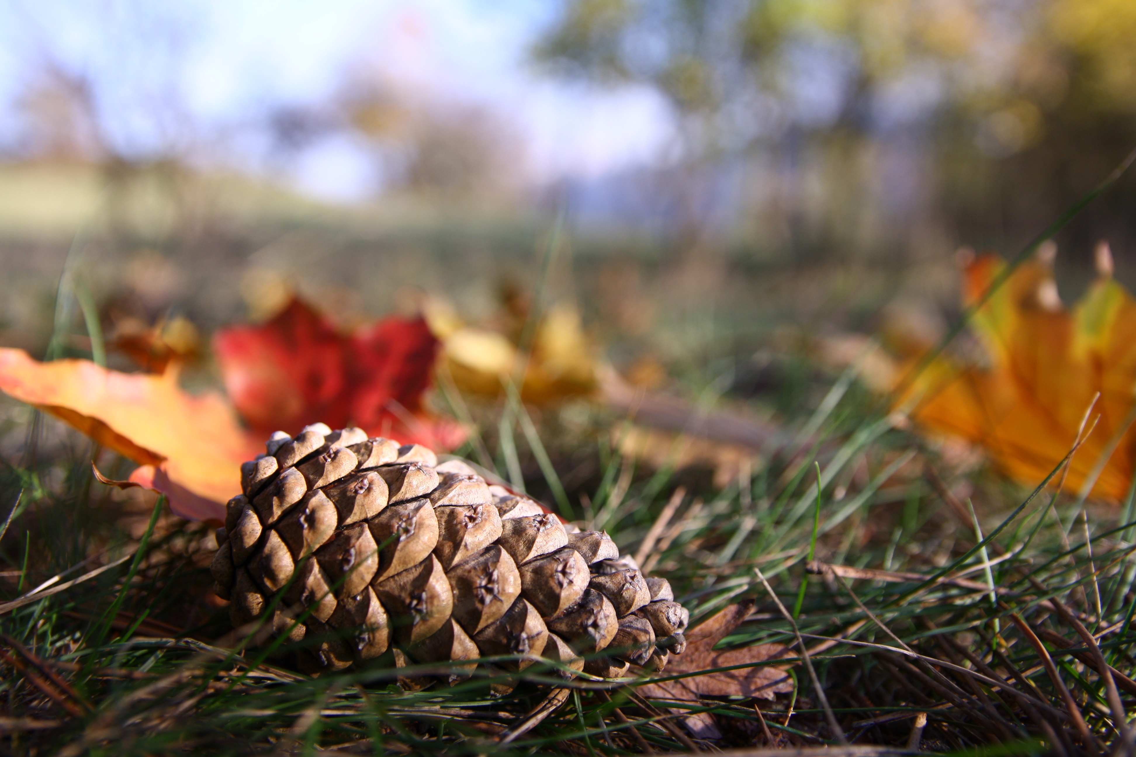 лес желтые листья осень