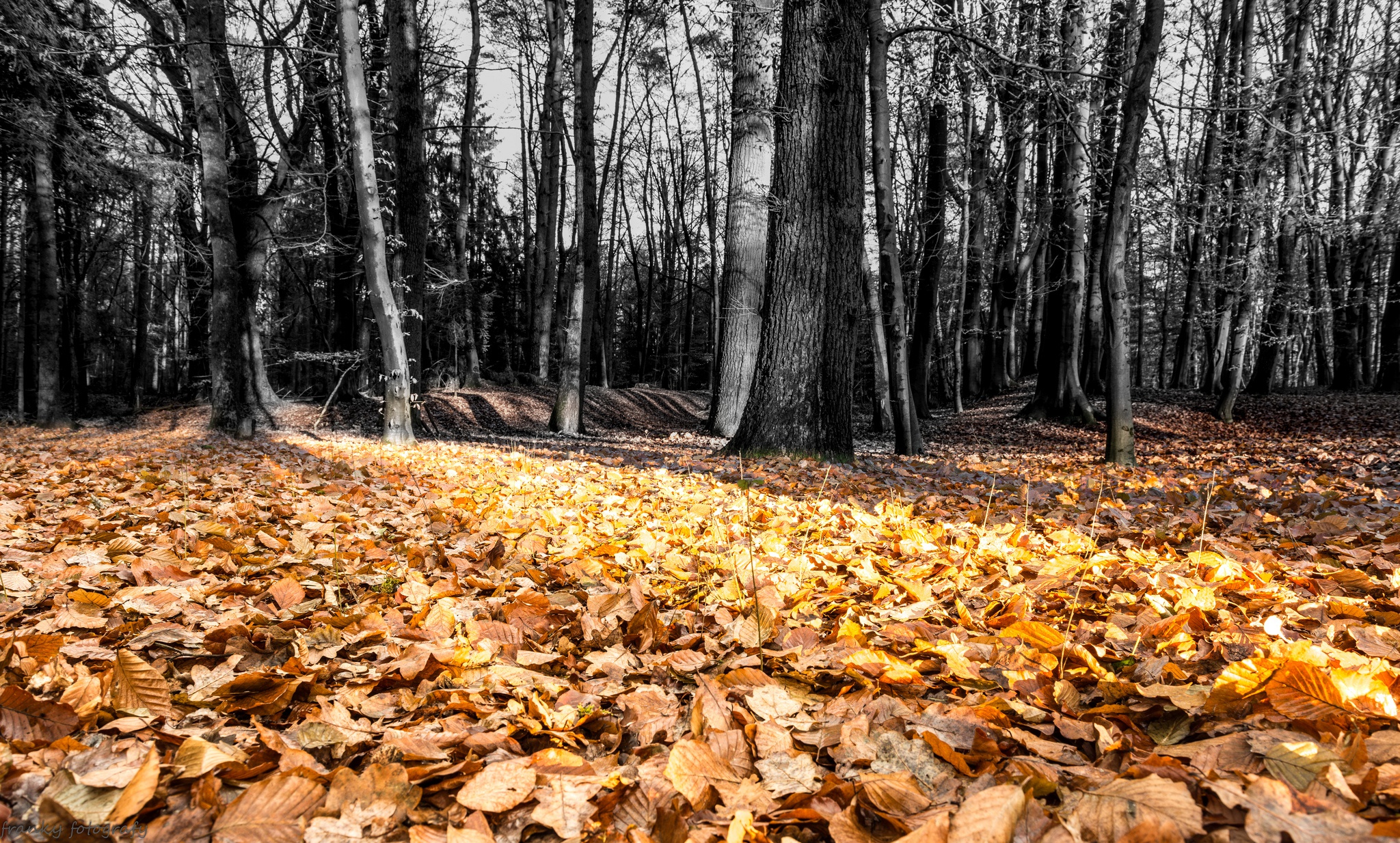 лес природа листья